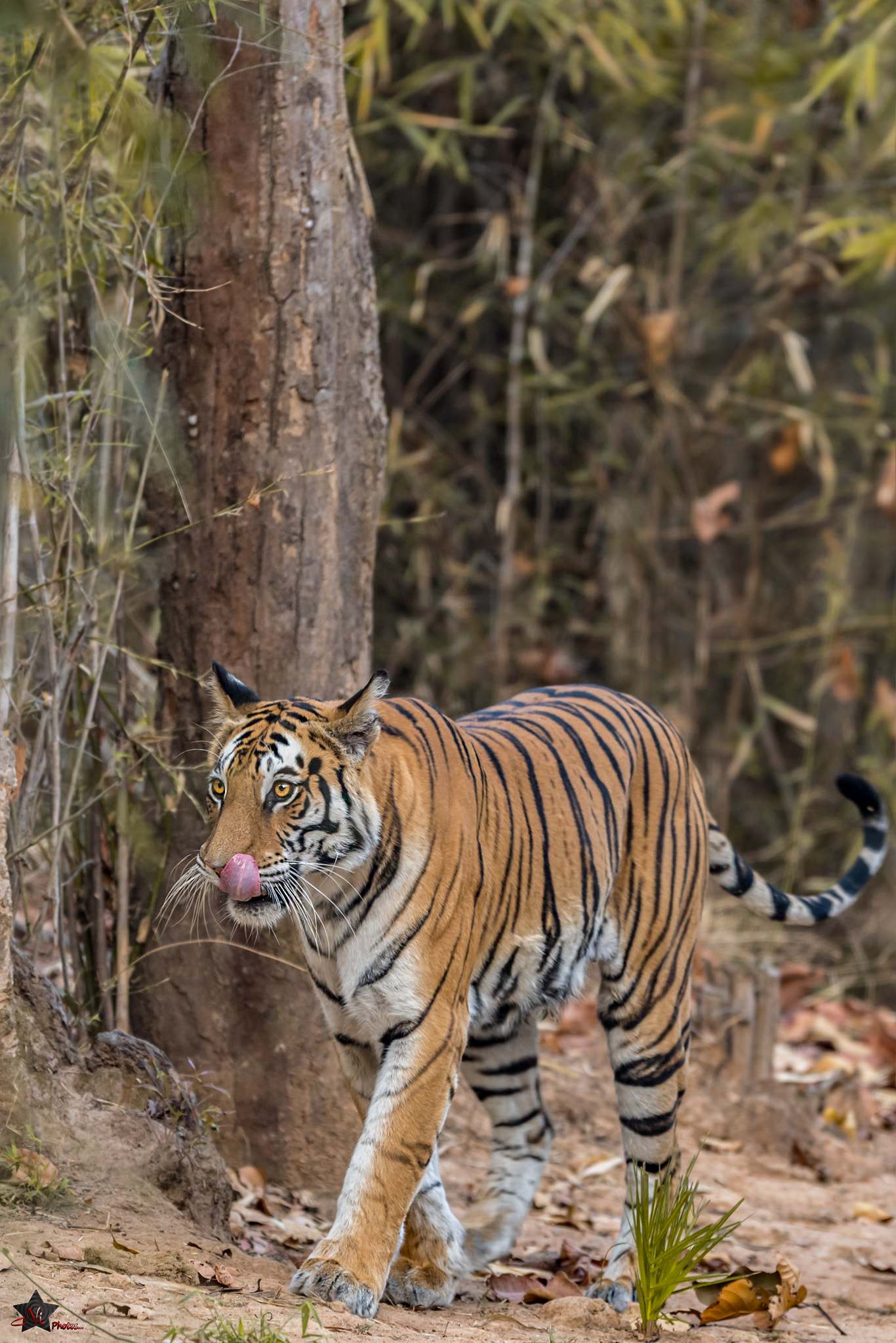 Nikon AF-S Nikkor 600mm F4E FL ED VR sample photo. The catwalk photography