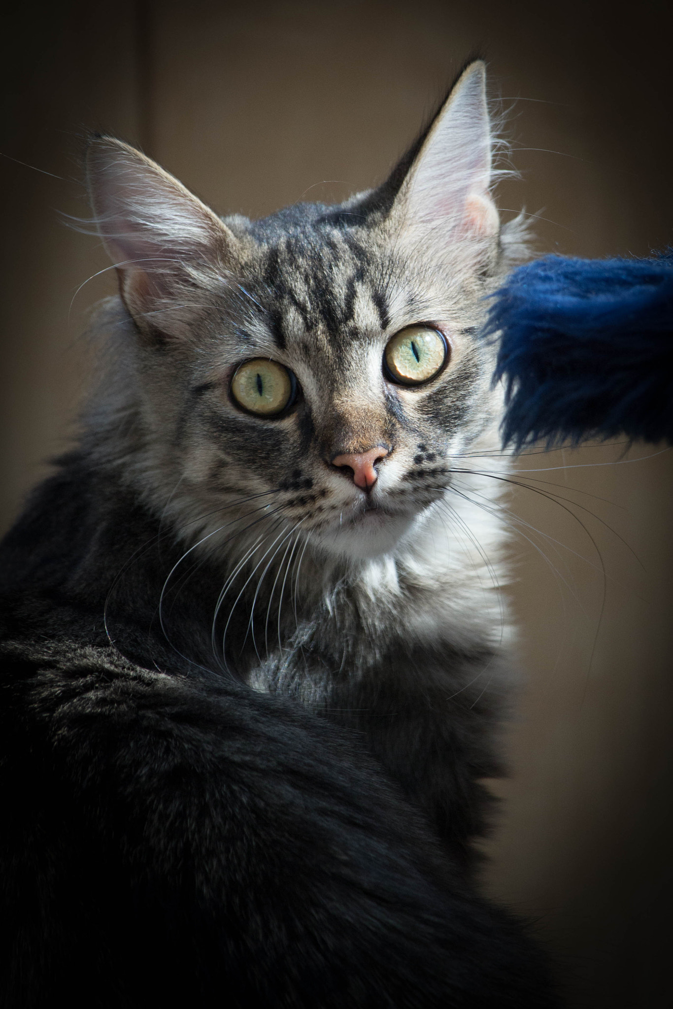 Canon EF-S 55-250mm F4-5.6 IS STM sample photo. Katze photography
