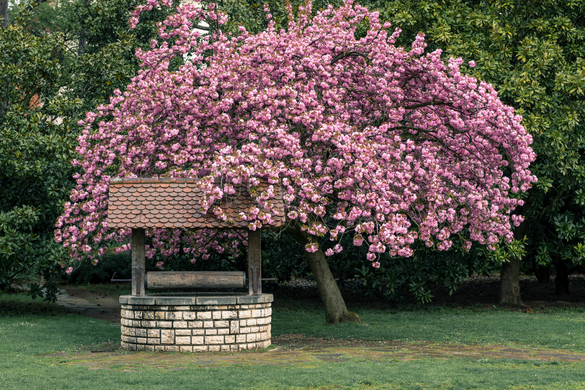 Nikon D7200 sample photo. The pink tree photography