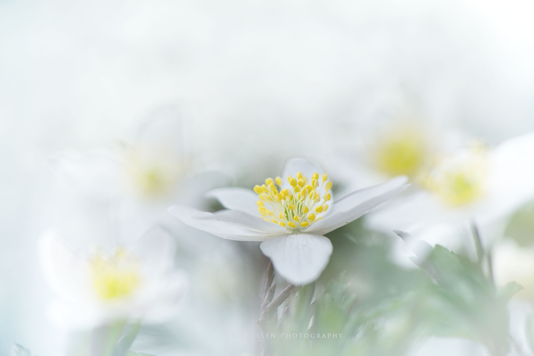 Nikon AF-S Micro-Nikkor 105mm F2.8G IF-ED VR sample photo. ~ anemone in the forrest ~ photography