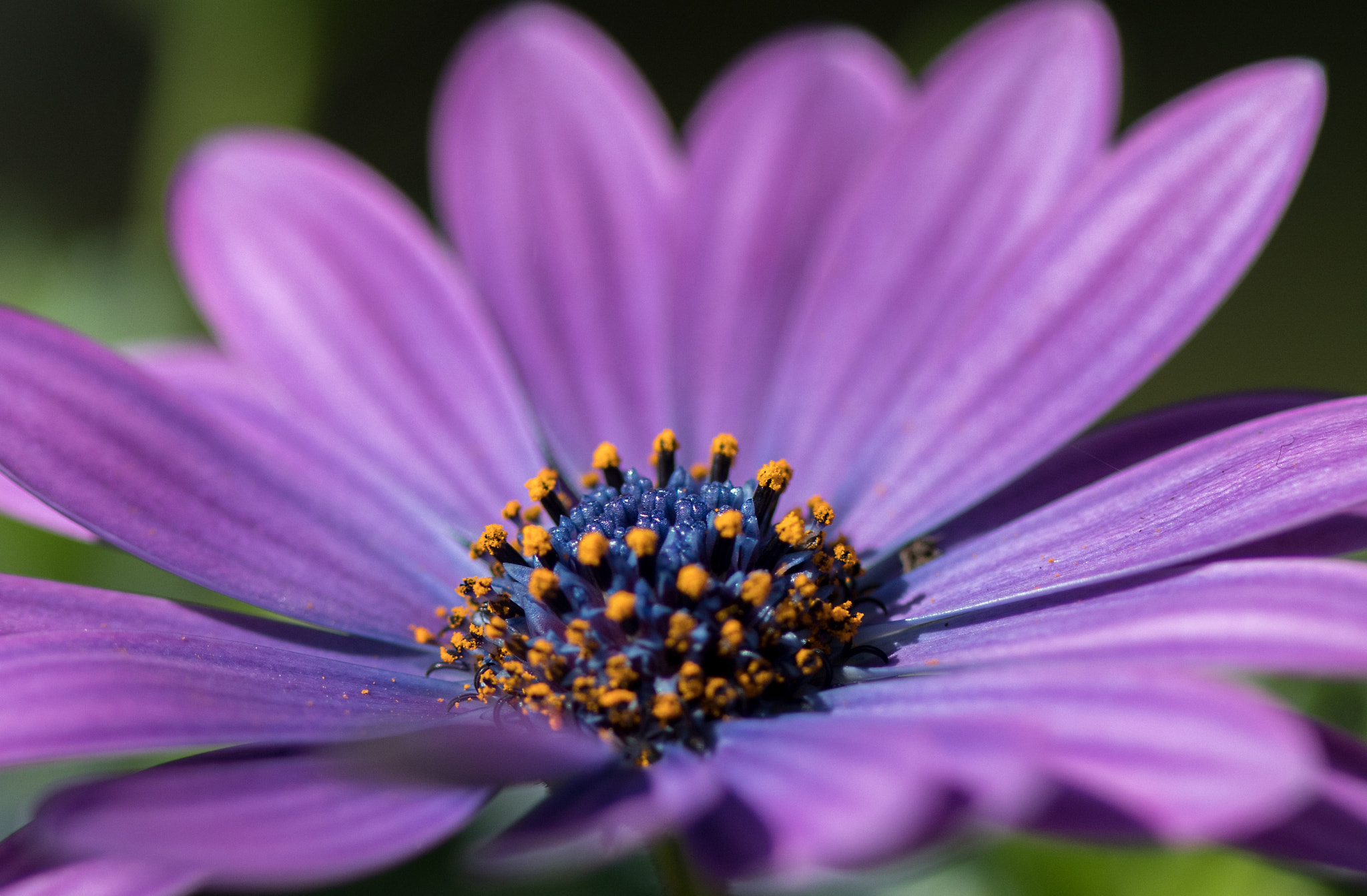 Canon EF 100mm F2.8 Macro USM sample photo. Lila photography
