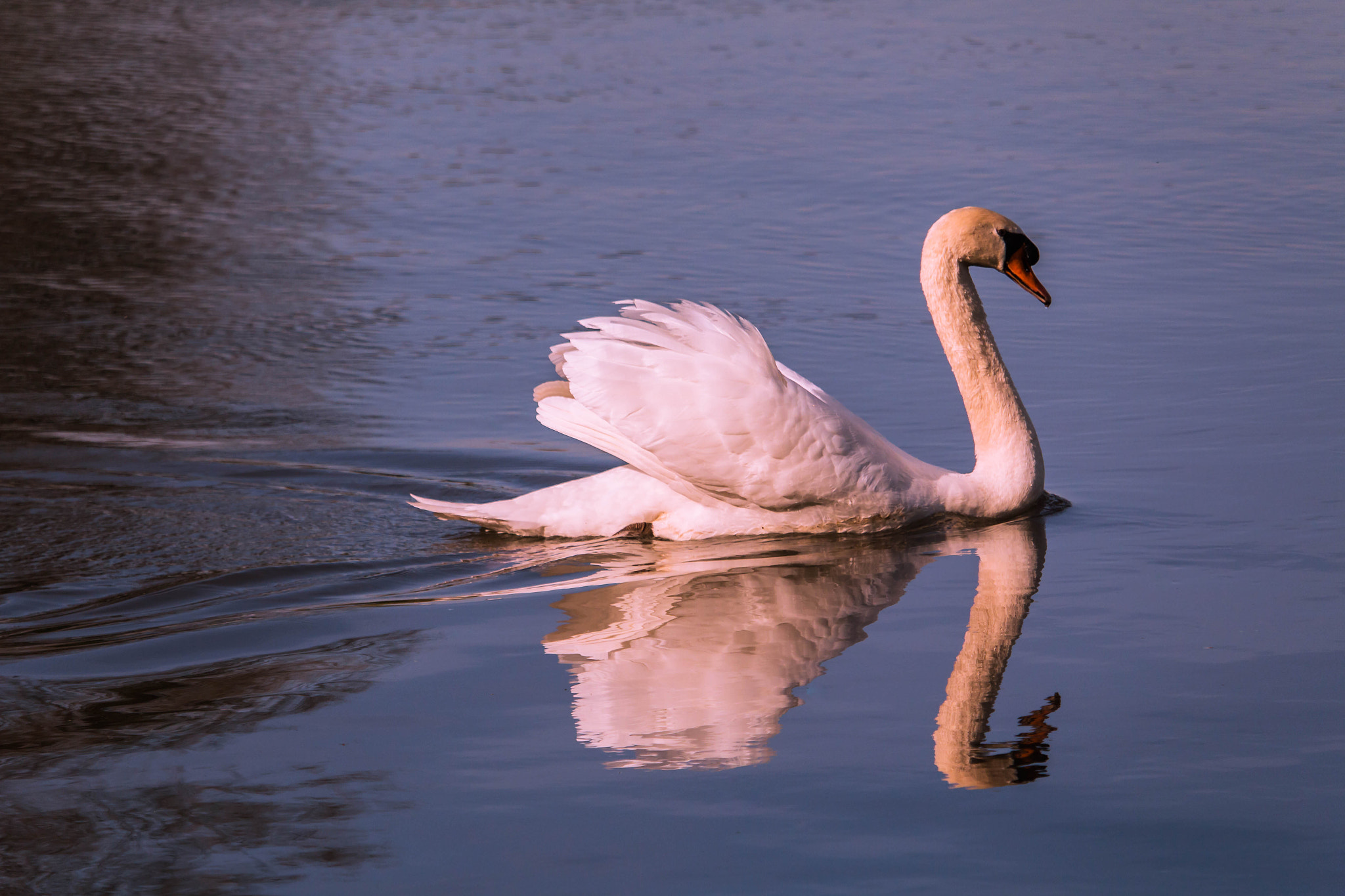 Canon EF-S 55-250mm F4-5.6 IS STM sample photo. Majestic photography