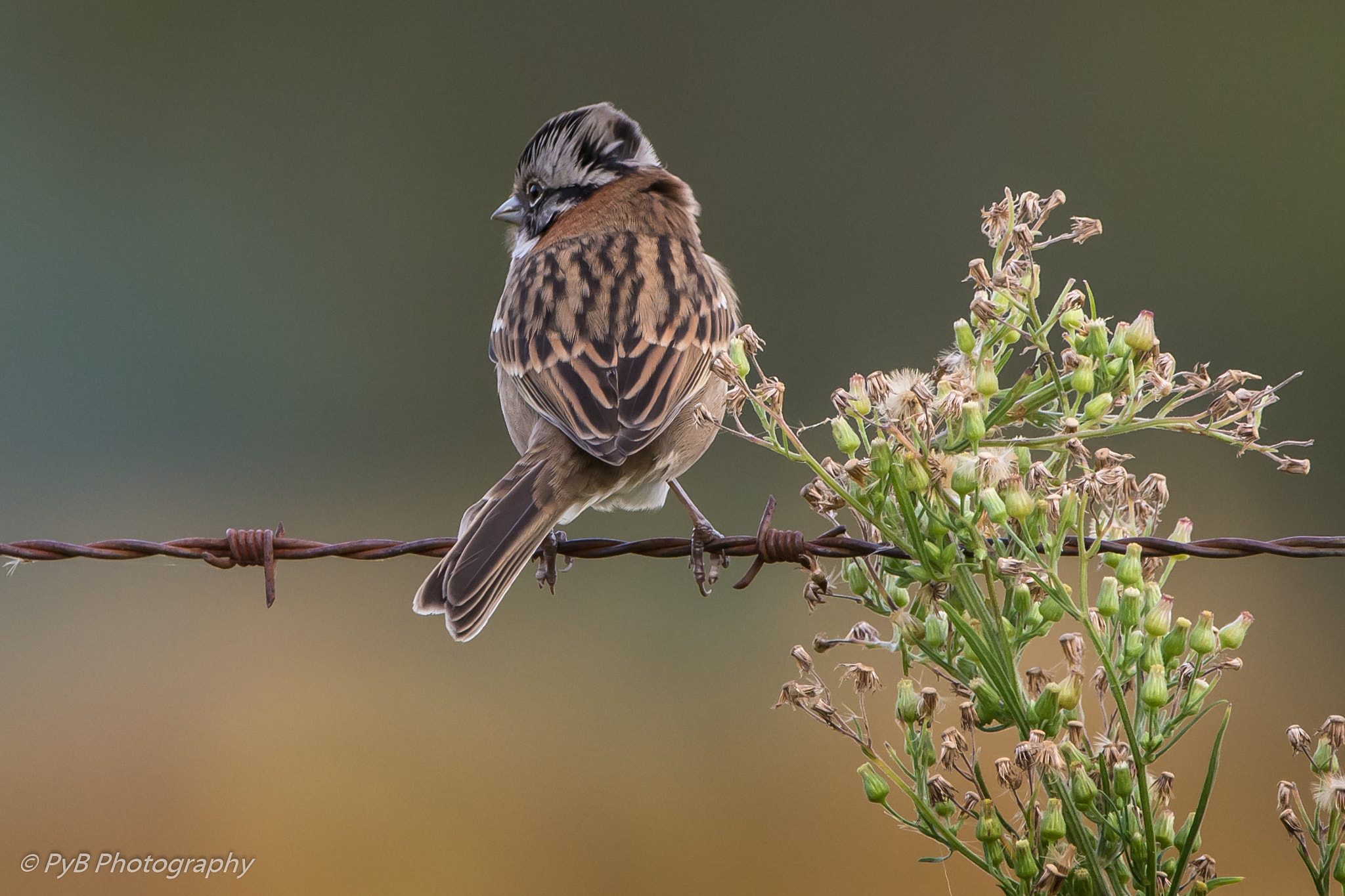 Sigma 150-600mm F5-6.3 DG OS HSM | C sample photo. Alondra común photography