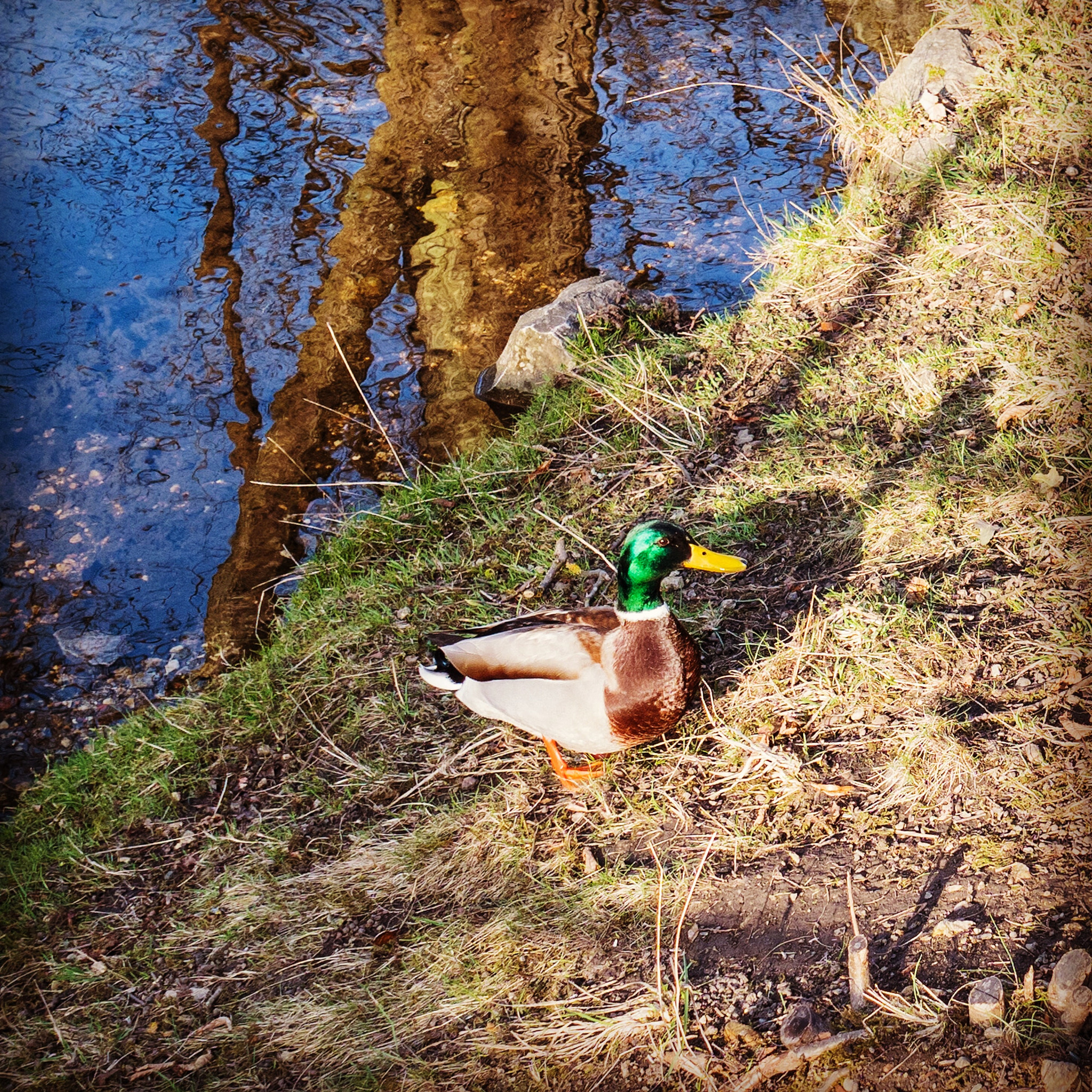 Olympus OM-D E-M1 Mark II + Olympus M.Zuiko Digital 17mm F1.8 sample photo. Metallic duck photography