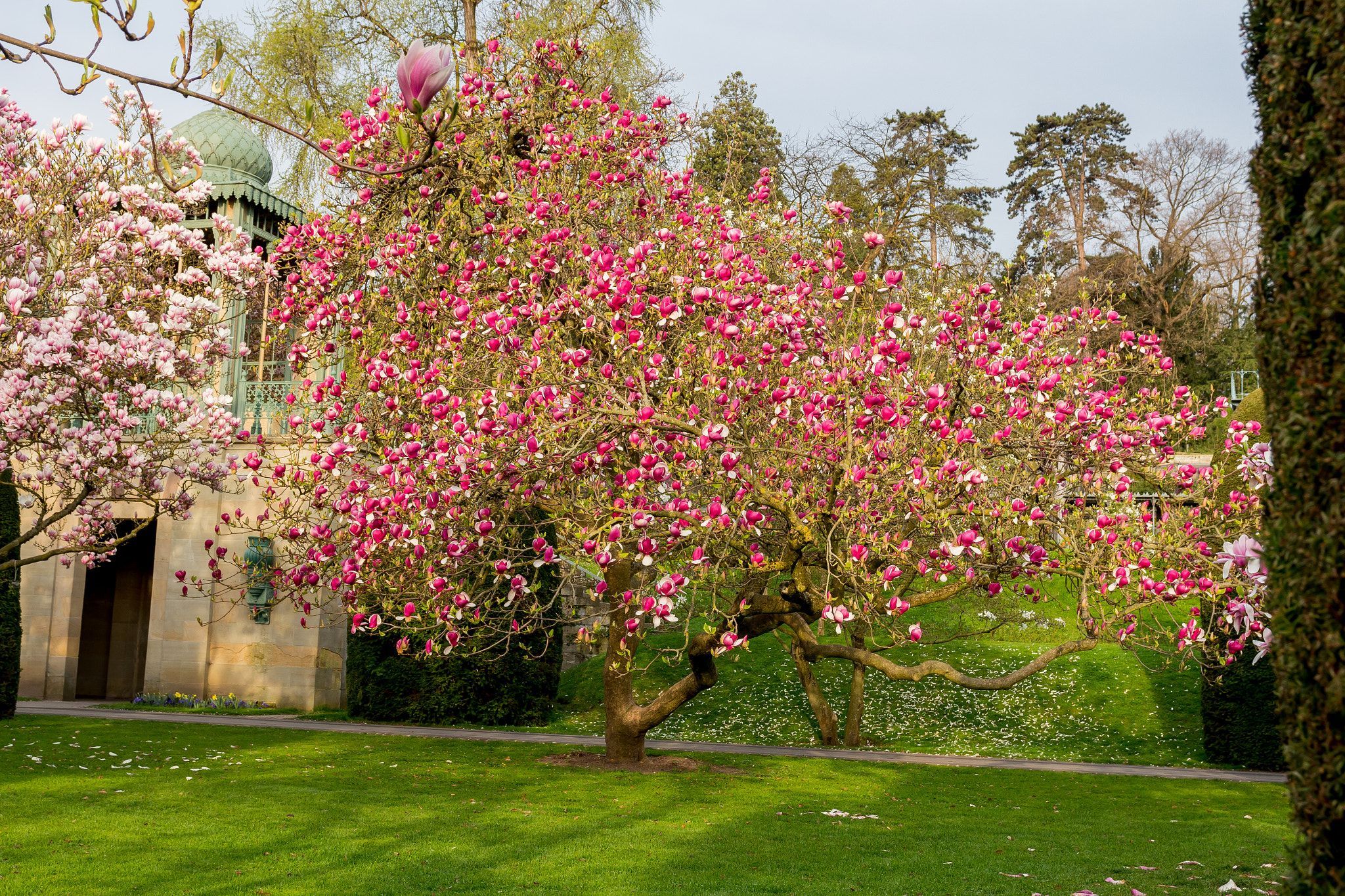 Canon EOS 700D (EOS Rebel T5i / EOS Kiss X7i) sample photo. Magnolienblüte / magnolia blossom photography