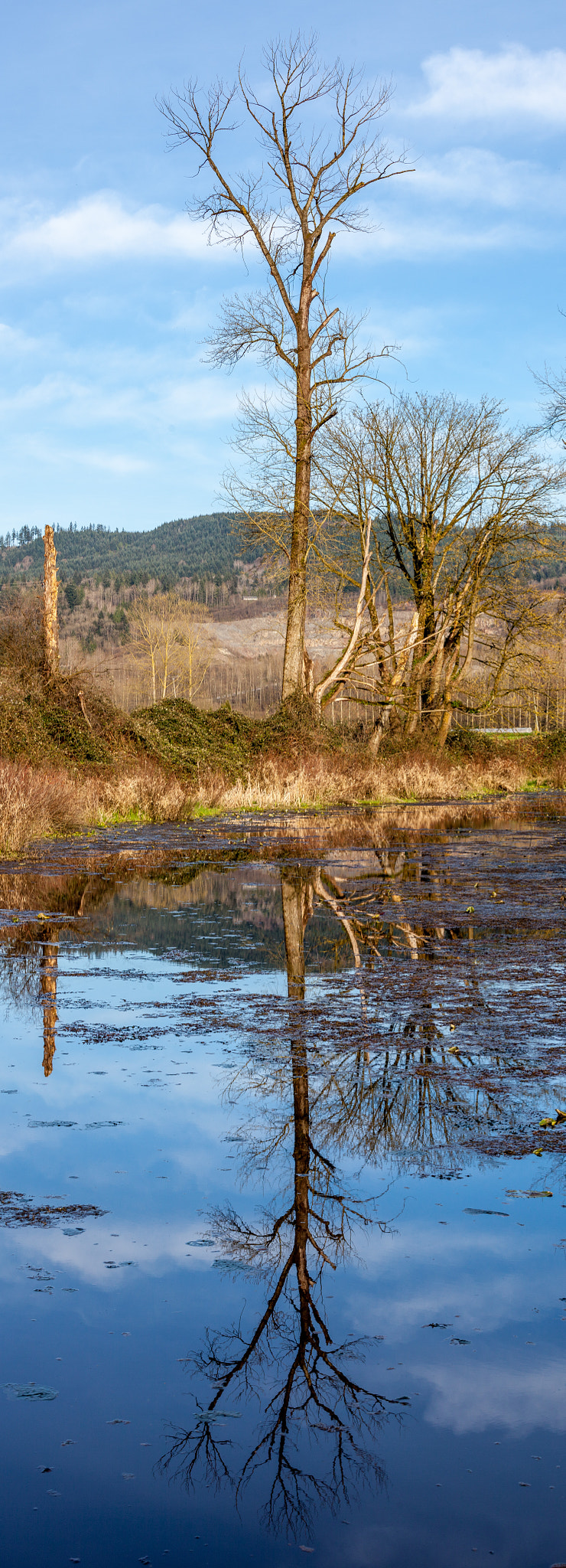 Canon EF 70-200mm F4L IS USM sample photo. Tree and its reflection photography