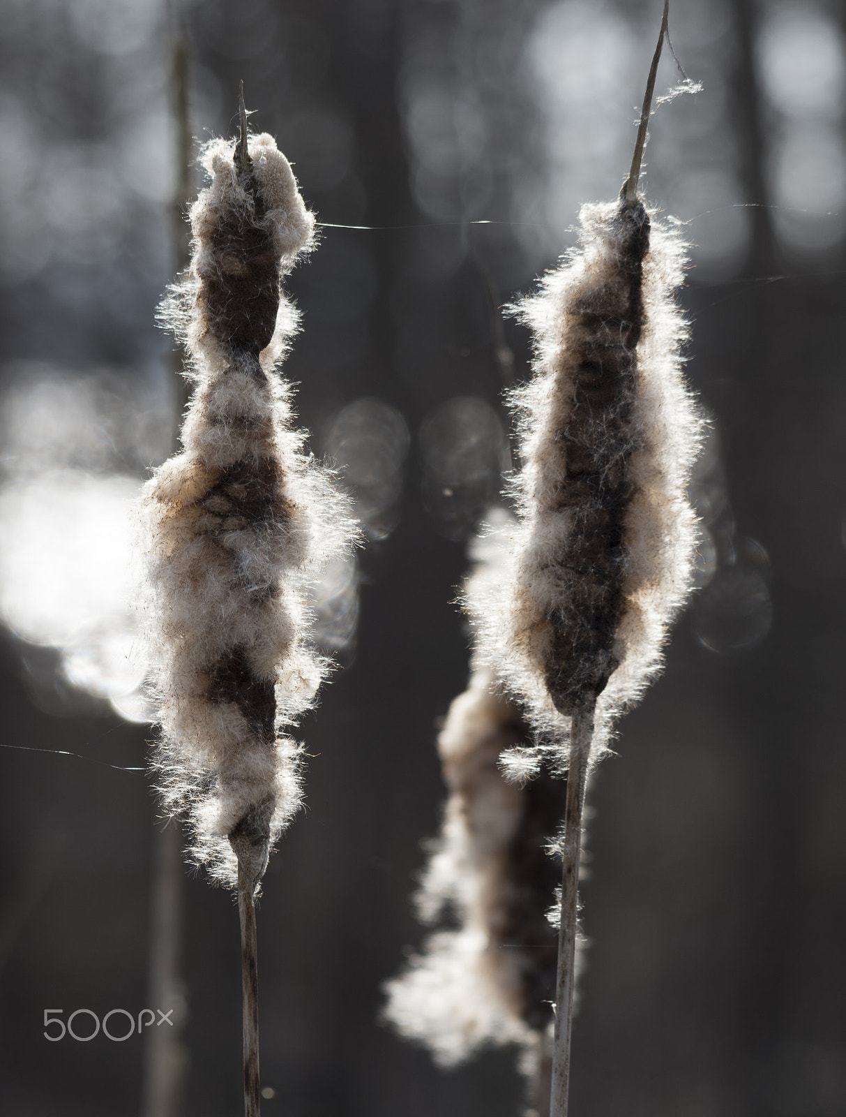 Nikon AF-S Nikkor 200-500mm F5.6E ED VR sample photo. Cattails photography