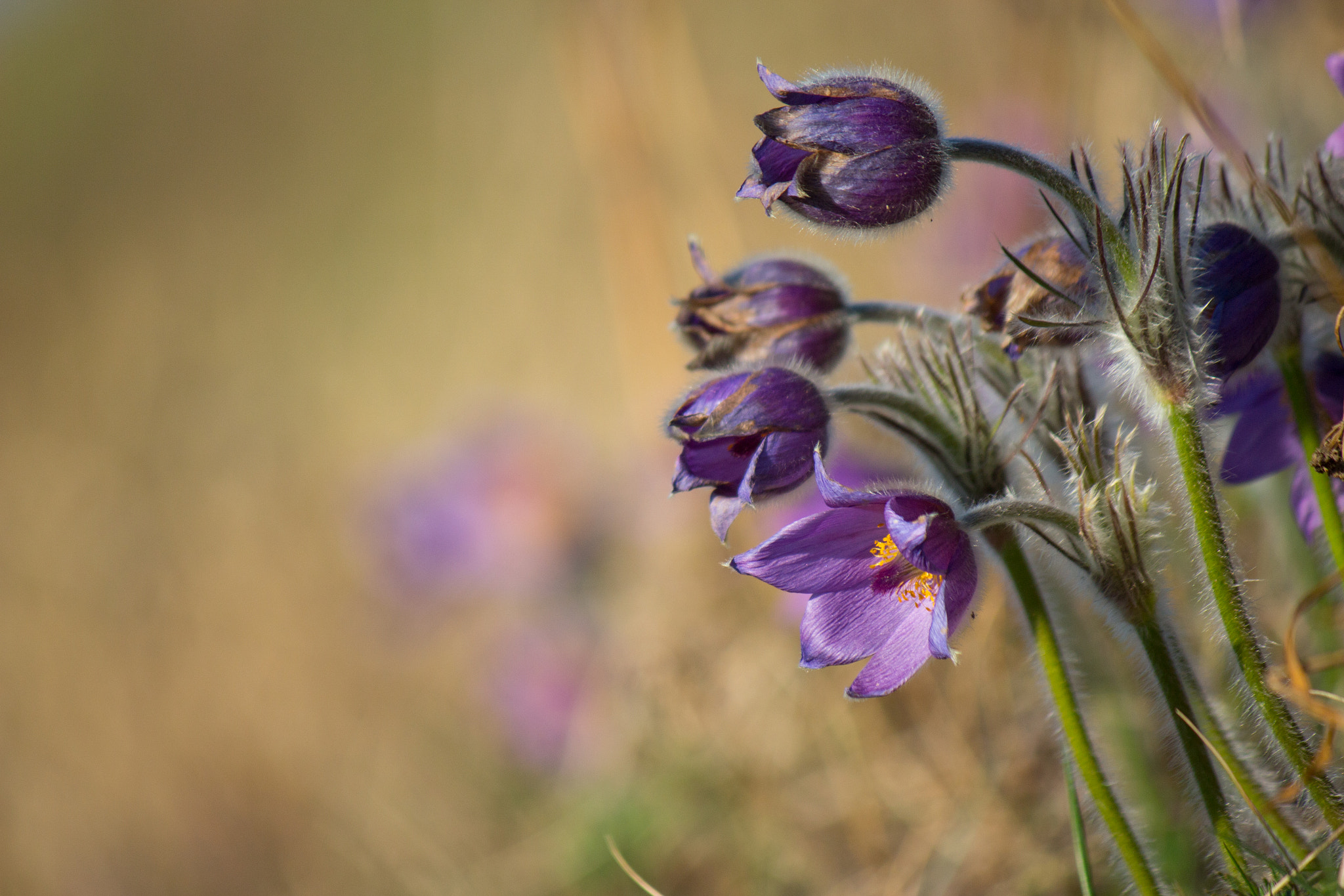 Canon EF-S 55-250mm F4-5.6 IS II sample photo. Pulsatilla vulgaris photography