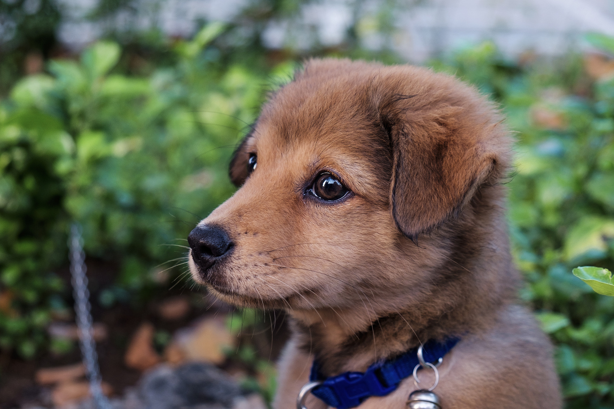 Fujifilm X-E2S + Fujifilm XF 18-55mm F2.8-4 R LM OIS sample photo. Little puppy photography