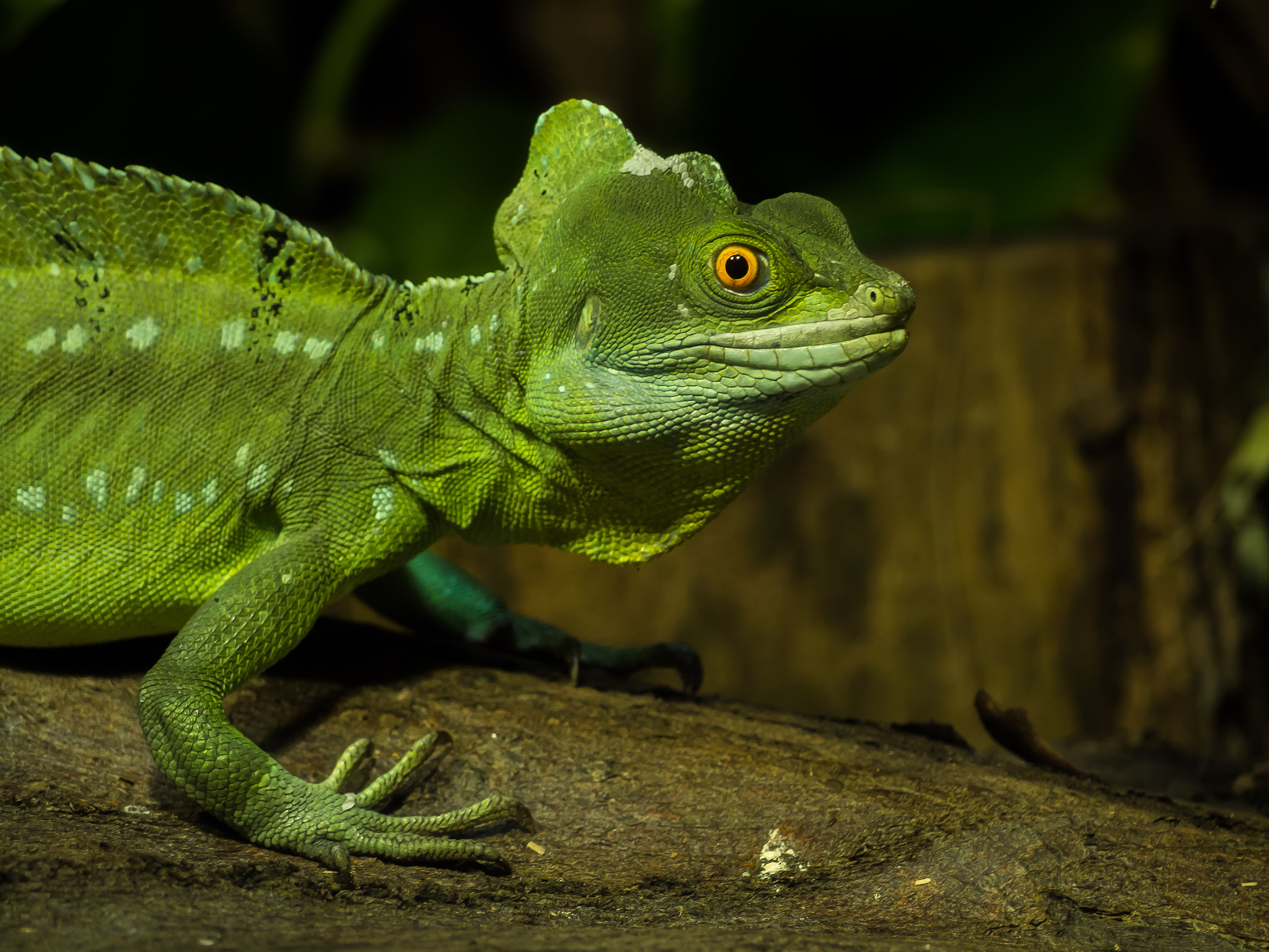 Olympus OM-D E-M10 sample photo. Plumed basilisk photography