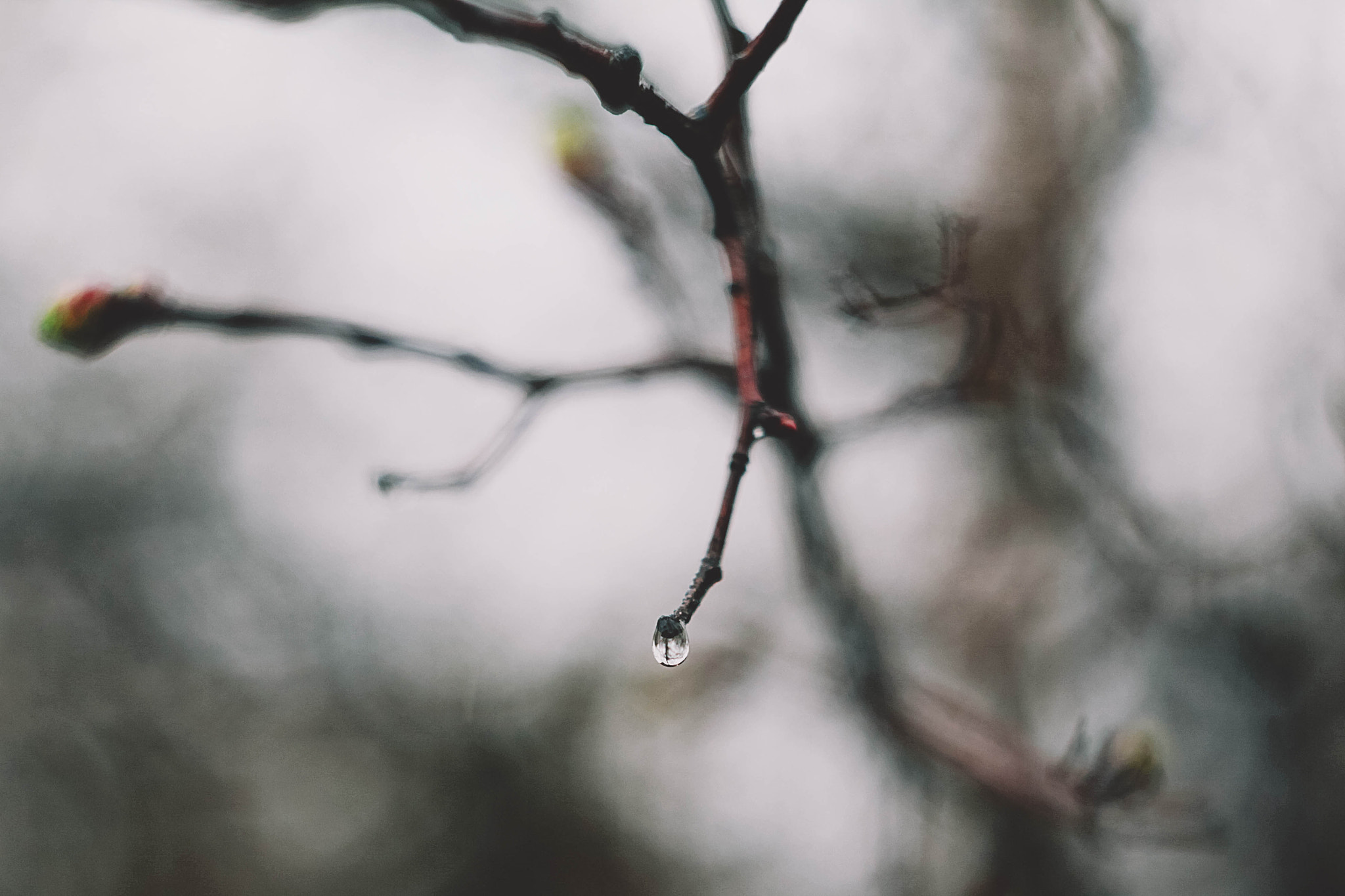 Canon EF 35-80mm f/4-5.6 sample photo. * photography