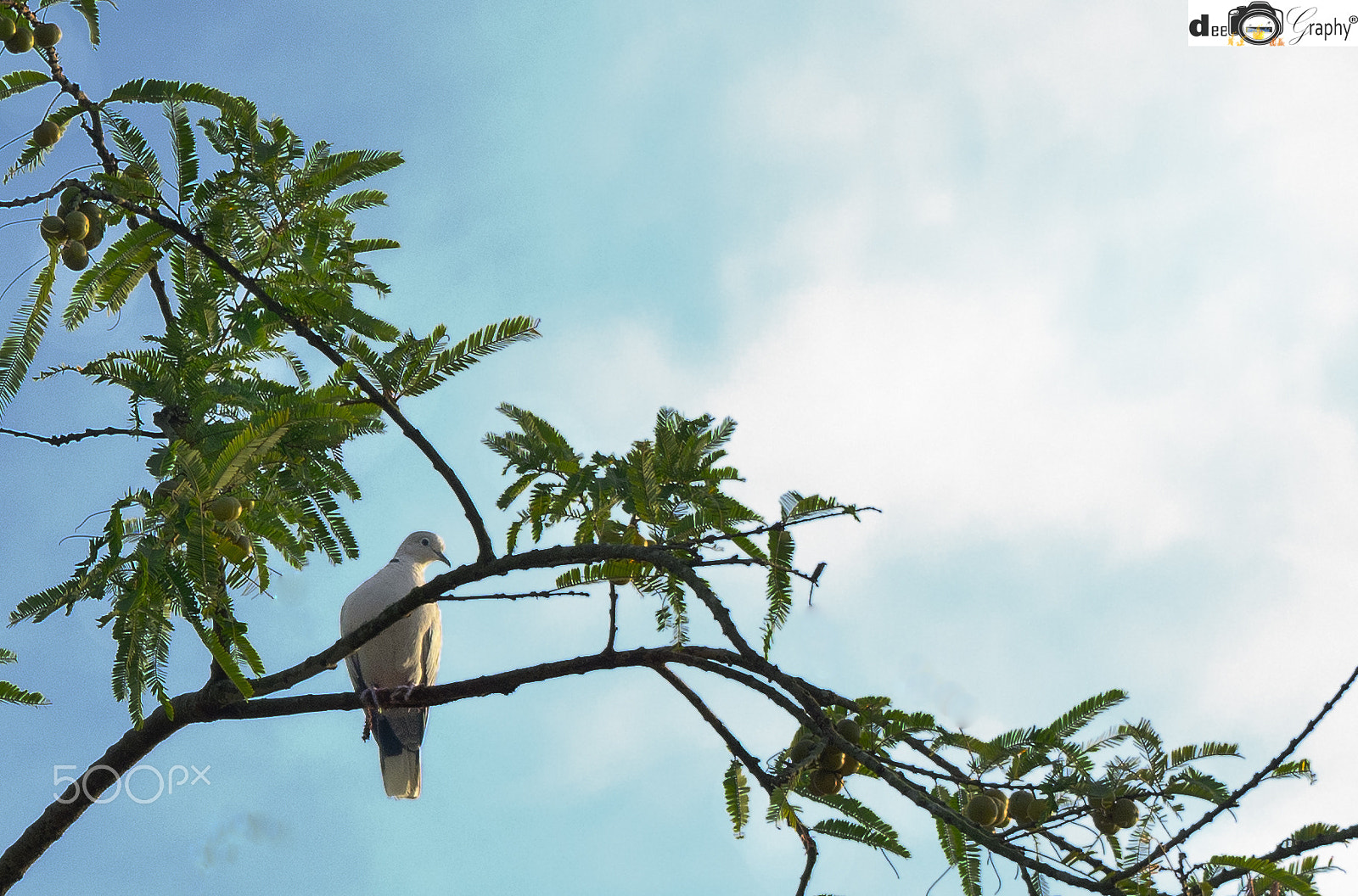 Nikon D5200 + Zeiss Milvus 35mm f/2 sample photo. Dove photography