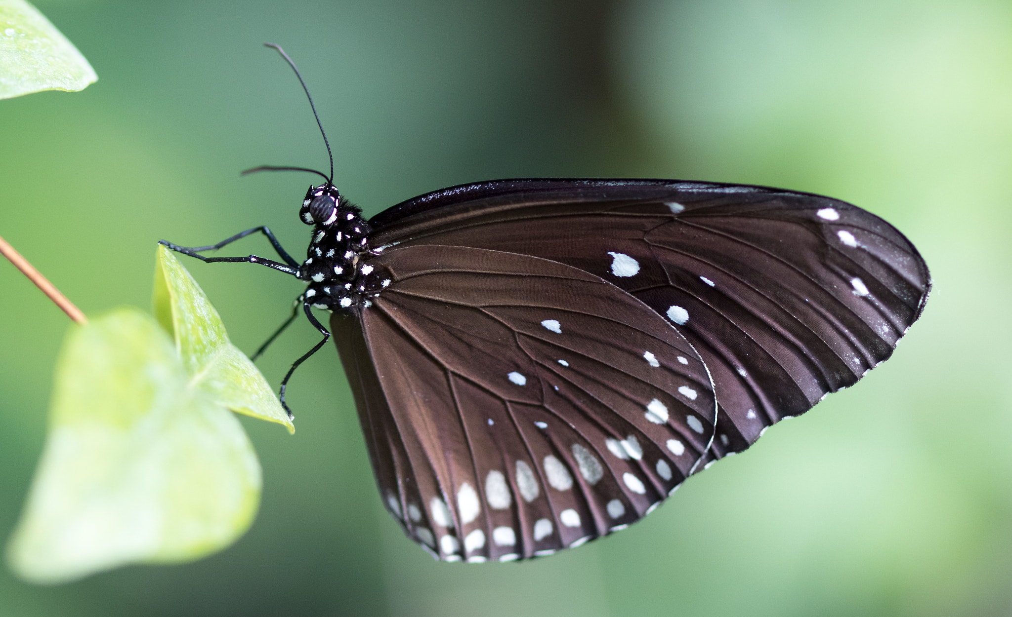 Canon EF 100mm F2.8 Macro USM sample photo. Black beauty photography