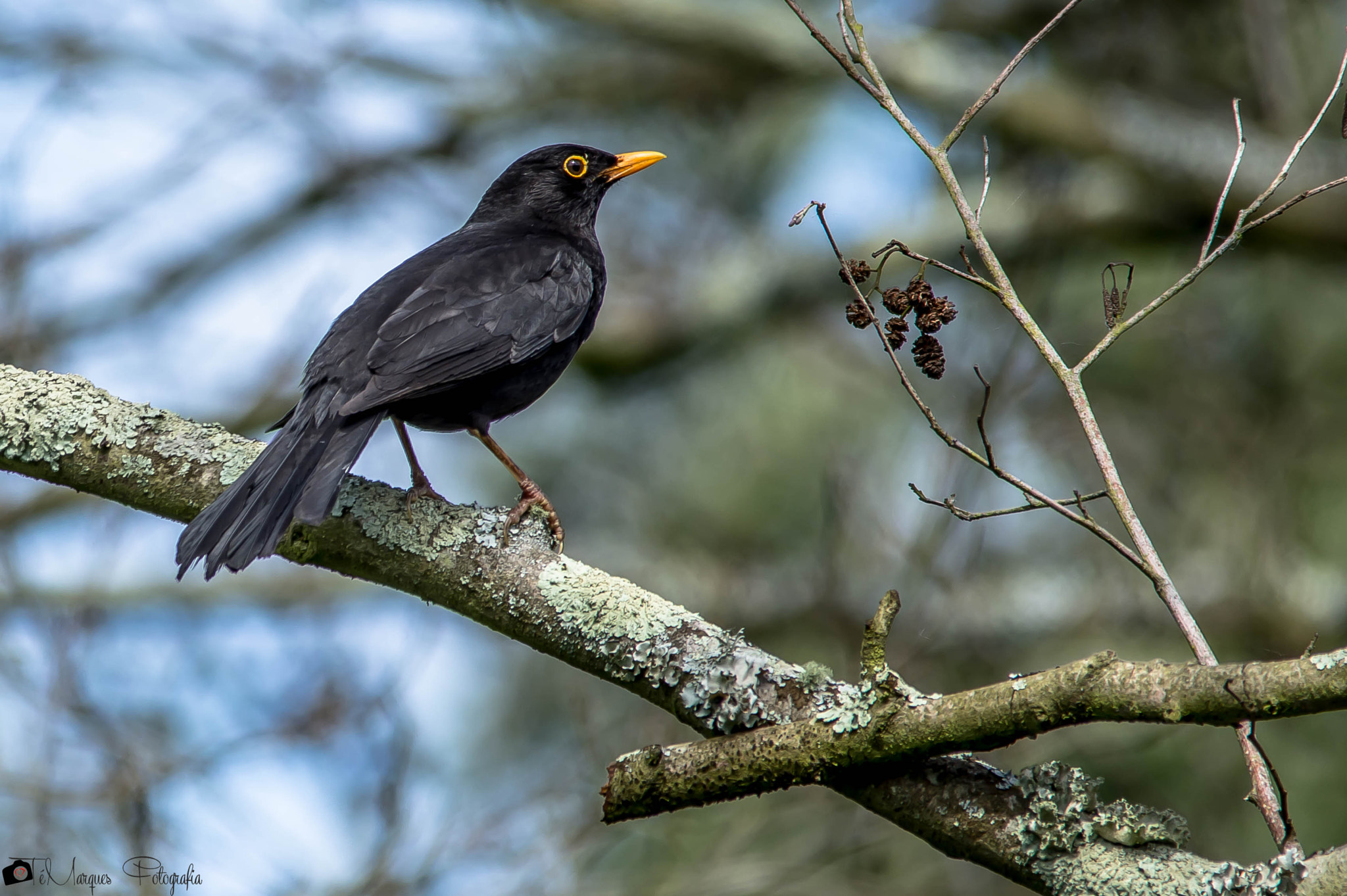 Sigma 150-500mm F5-6.3 DG OS HSM sample photo. Turdus merula photography