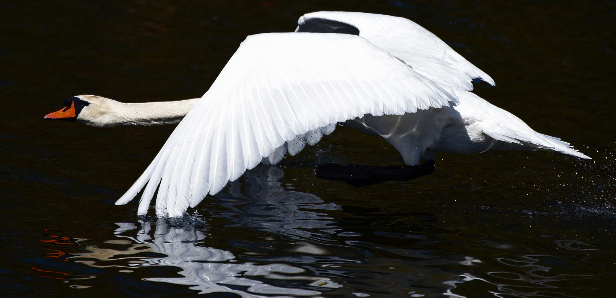 Nikon D750 sample photo. Flying swan photography