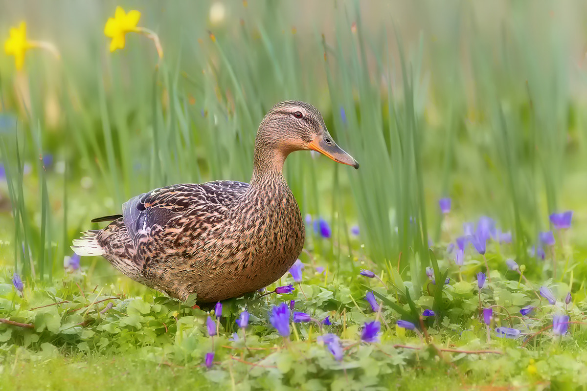 150-600mm F5-6.3 DG OS HSM | Contemporary 015 sample photo. Duck photography