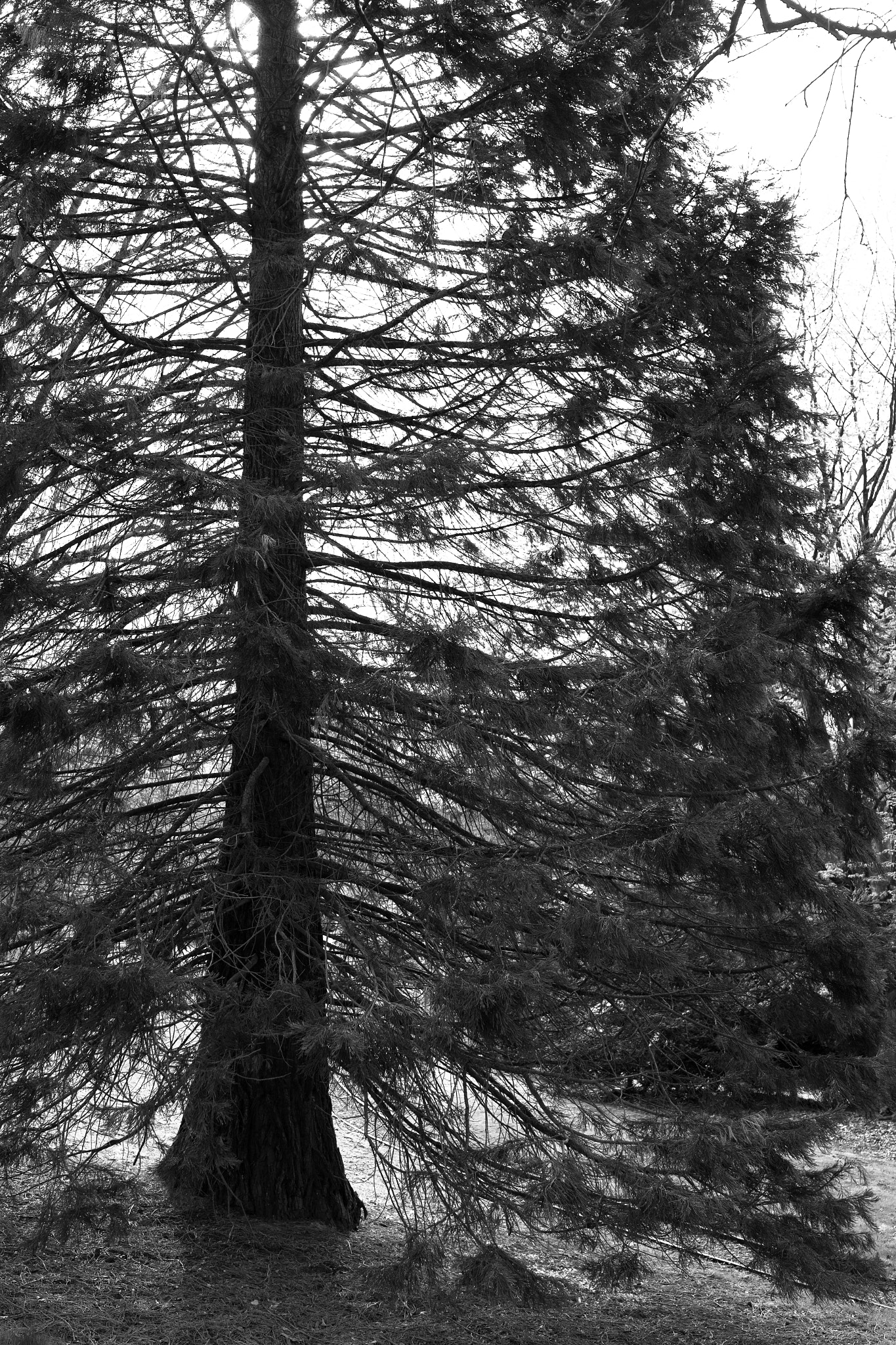 35mm F2.0 sample photo. Bürstenbaum photography