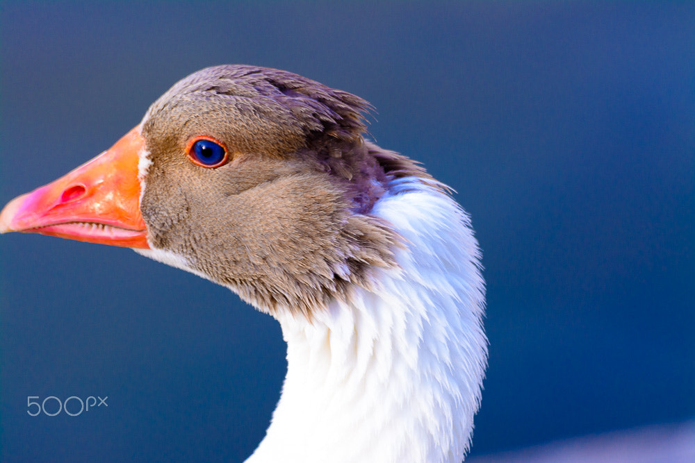 Sigma 70-300mm F4-5.6 APO DG Macro sample photo. اهو يعني شويّه photography