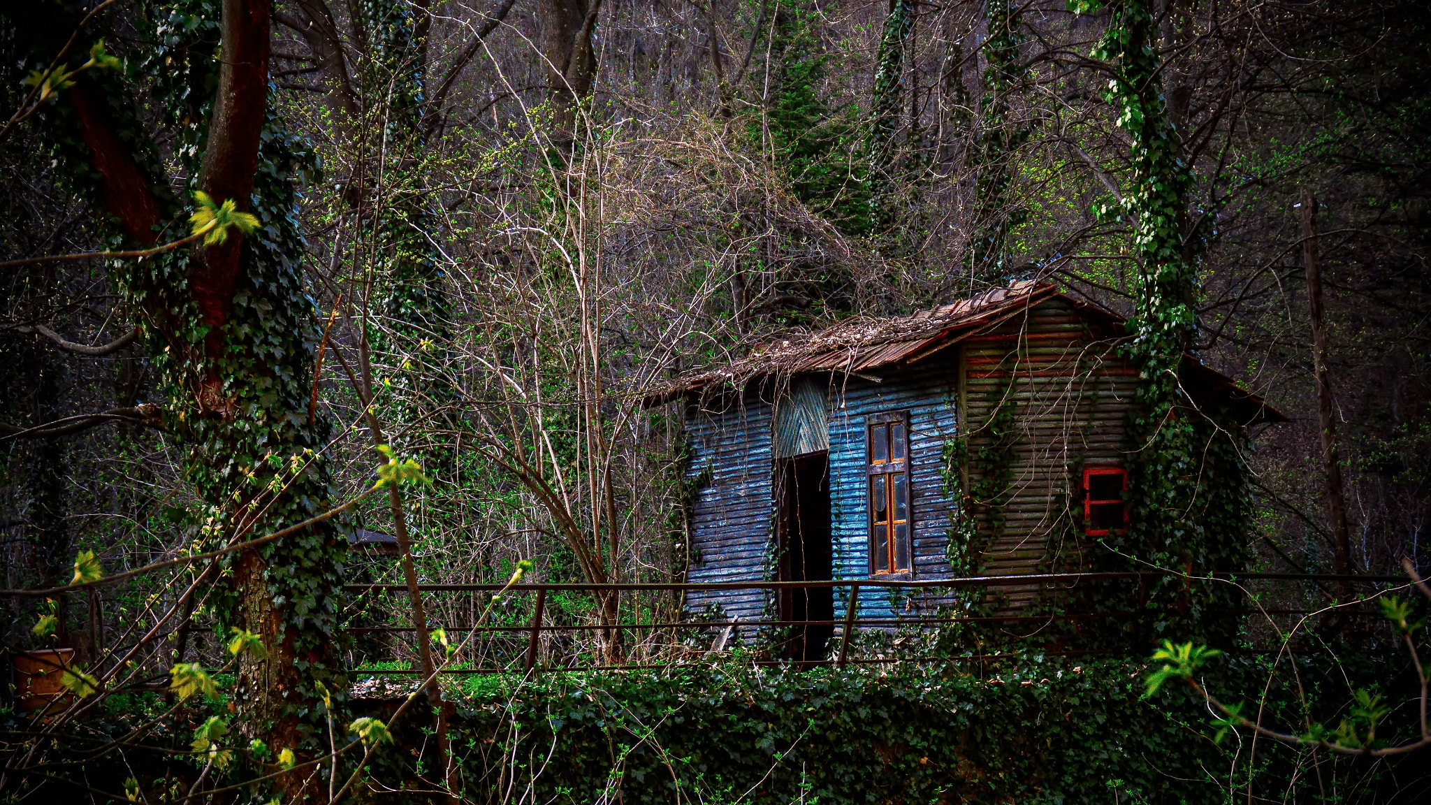 Nikon D3200 sample photo. Forest shelter photography