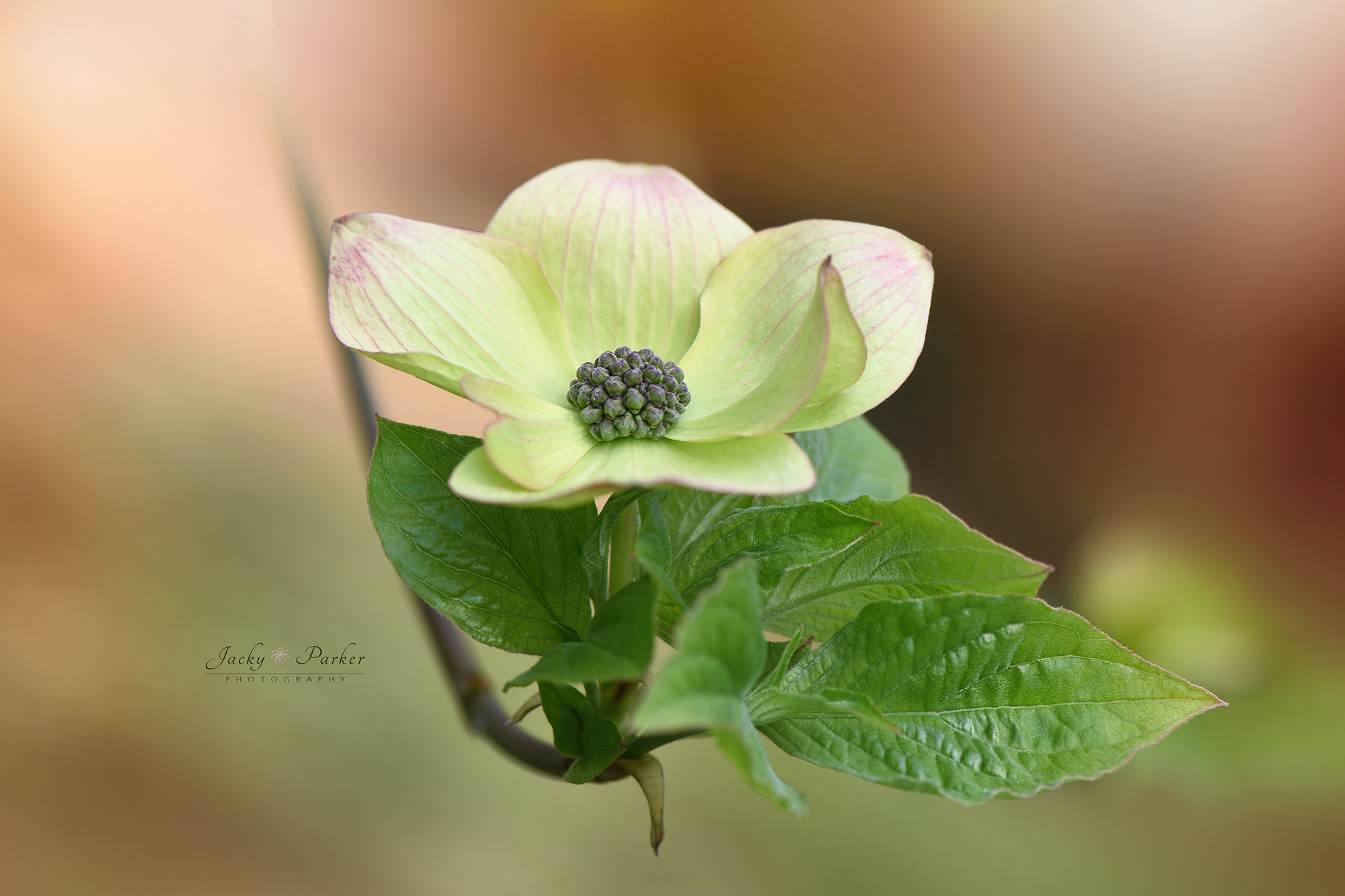 Nikon AF-S Micro-Nikkor 105mm F2.8G IF-ED VR sample photo. Cornus nuttallii 'pink blush' photography