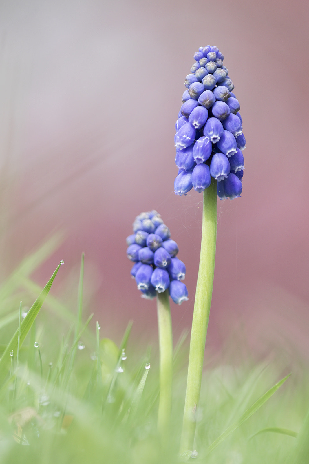 Tamron SP AF 180mm F3.5 Di LD (IF) Macro sample photo. Muscari photography