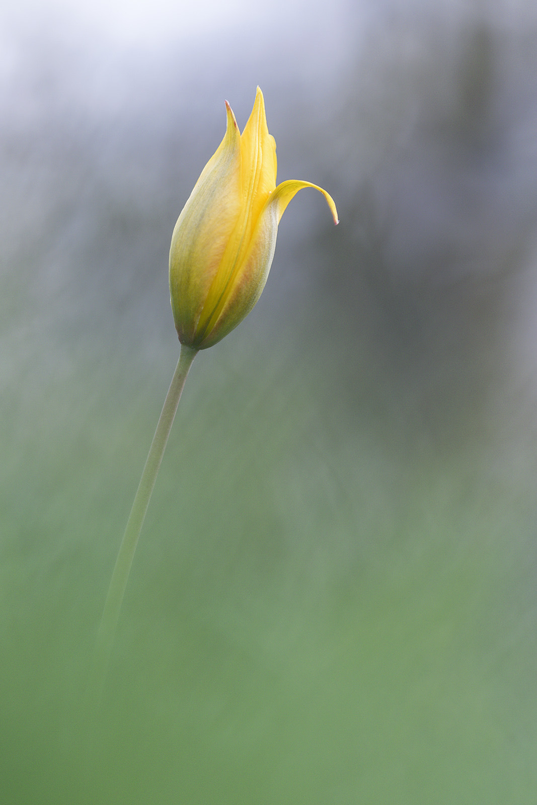 Canon EOS 7D Mark II + Tamron SP AF 180mm F3.5 Di LD (IF) Macro sample photo. Tulipe sauvage photography