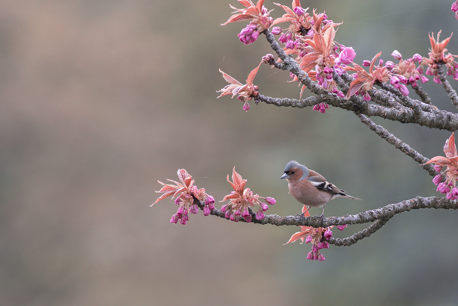 Canon EF 400mm F5.6L USM sample photo. Pinson des arbres photography
