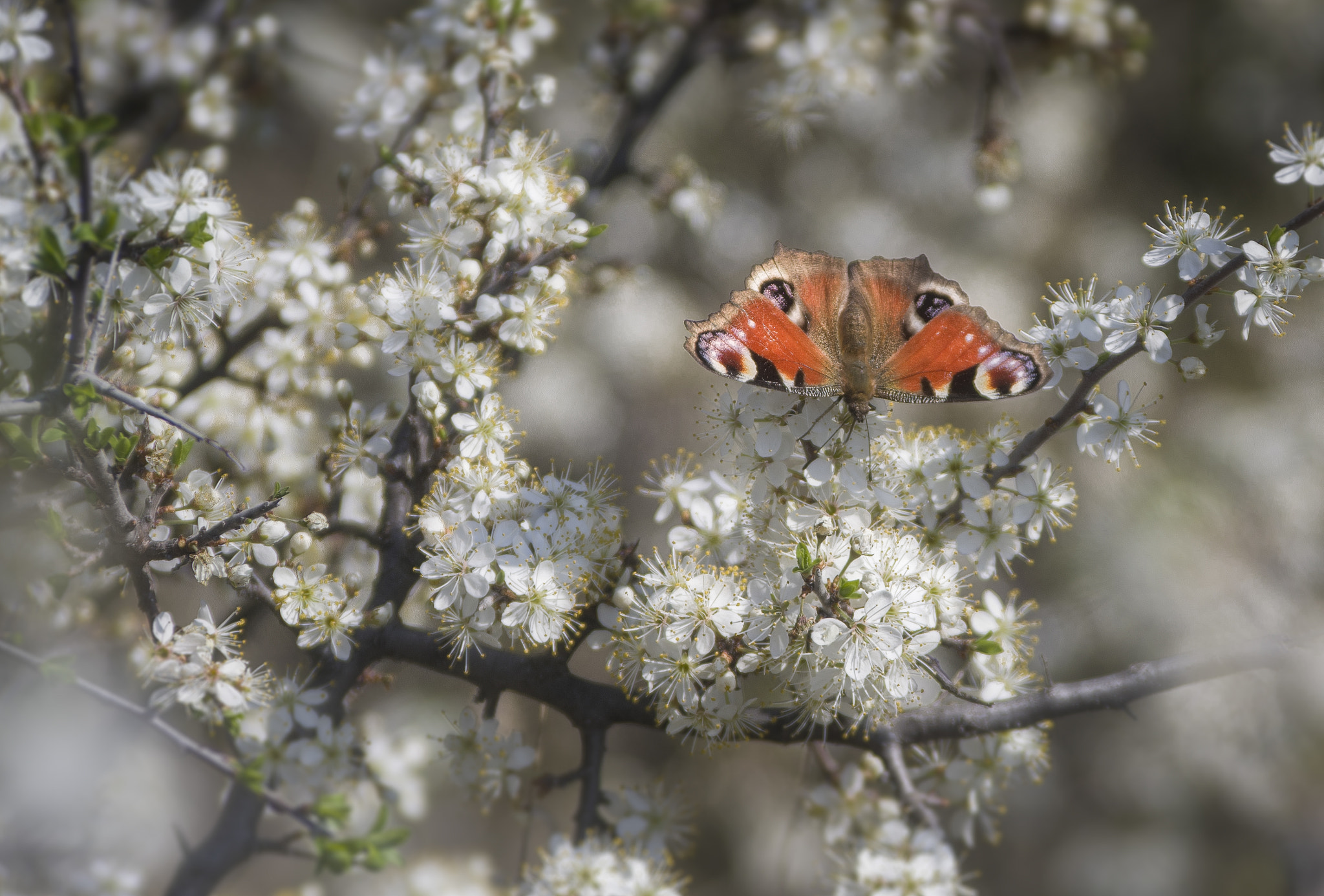 Pentax K-1 sample photo. Spring time photography