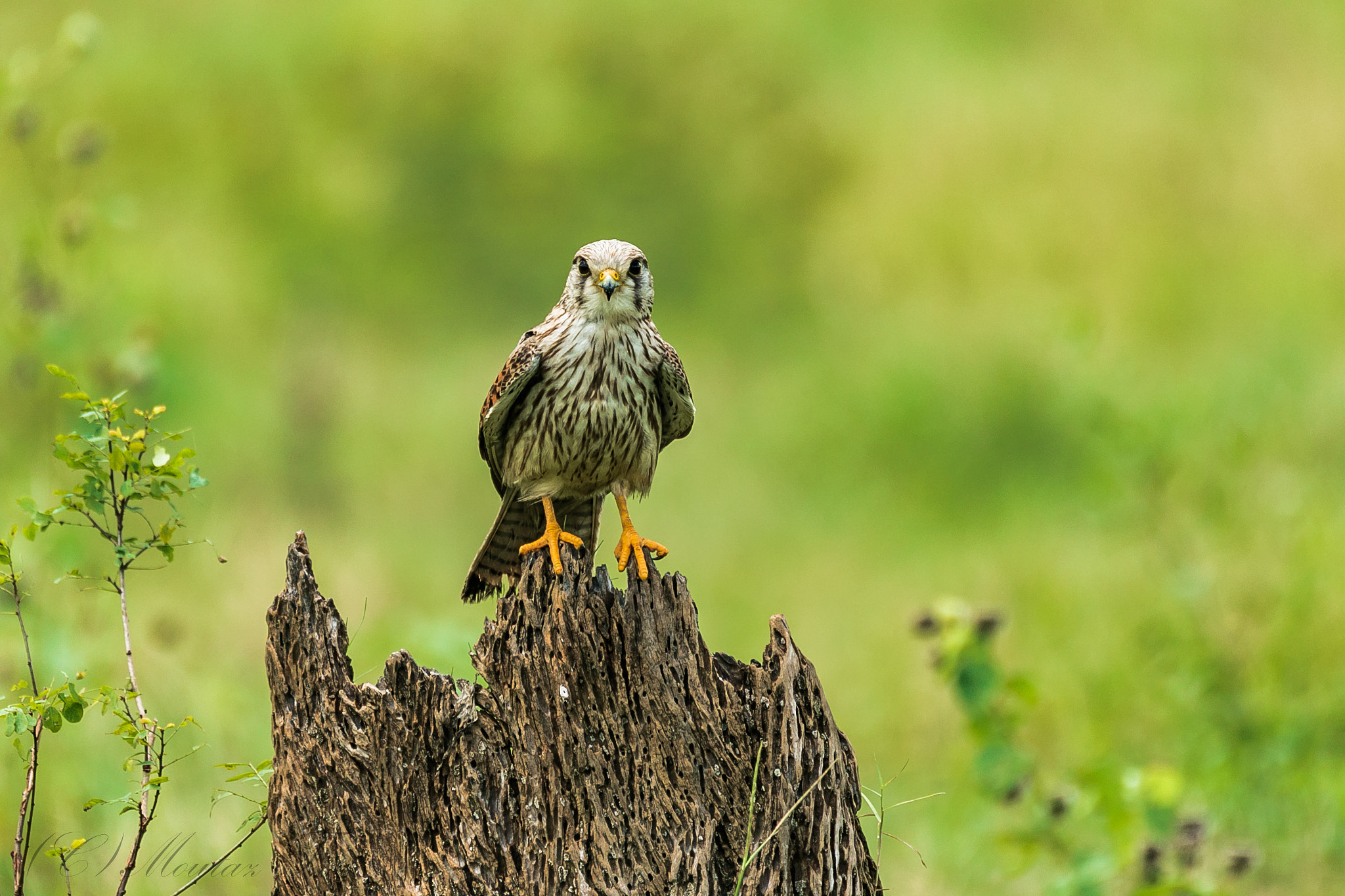 150-600mm F5-6.3 DG OS HSM | Contemporary 015 sample photo. Shikra photography