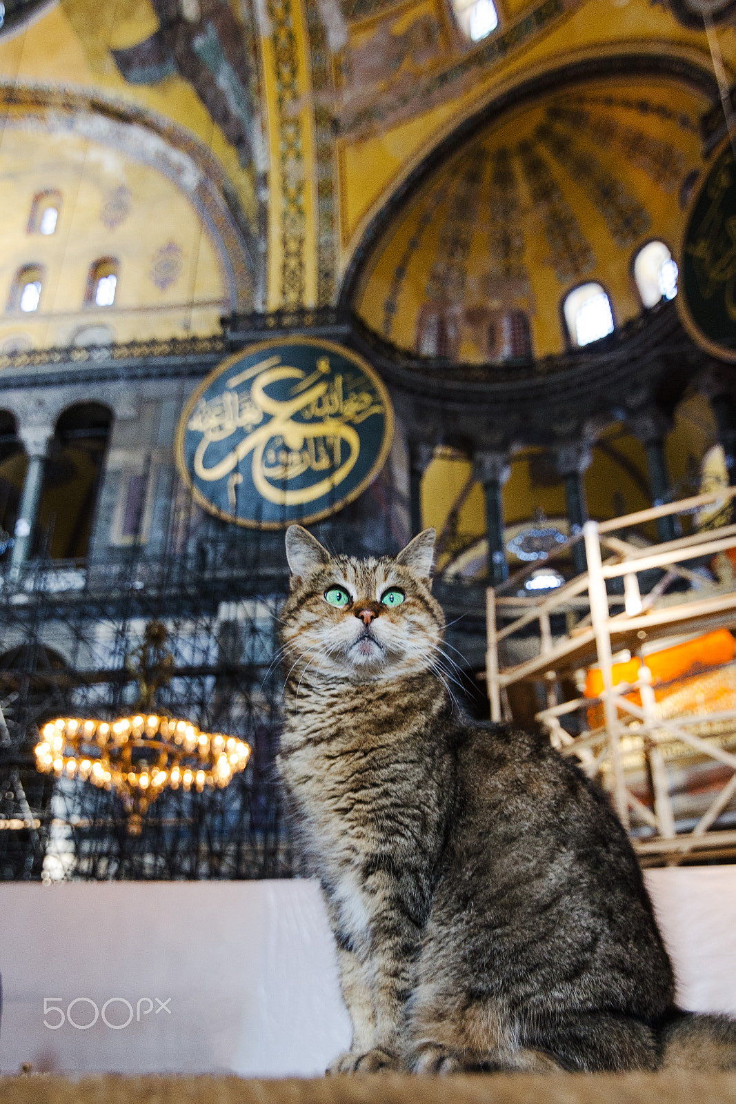 Tokina AT-X Pro 11-16mm F2.8 DX sample photo. Ayasofya kedi photography