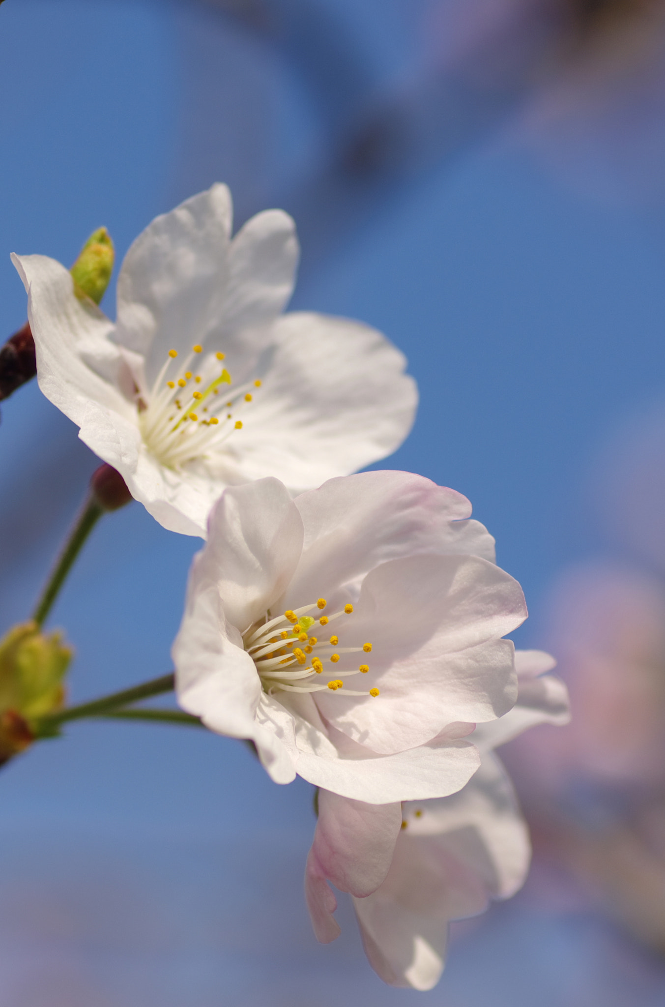 Pentax K-5 sample photo. Sakura photography