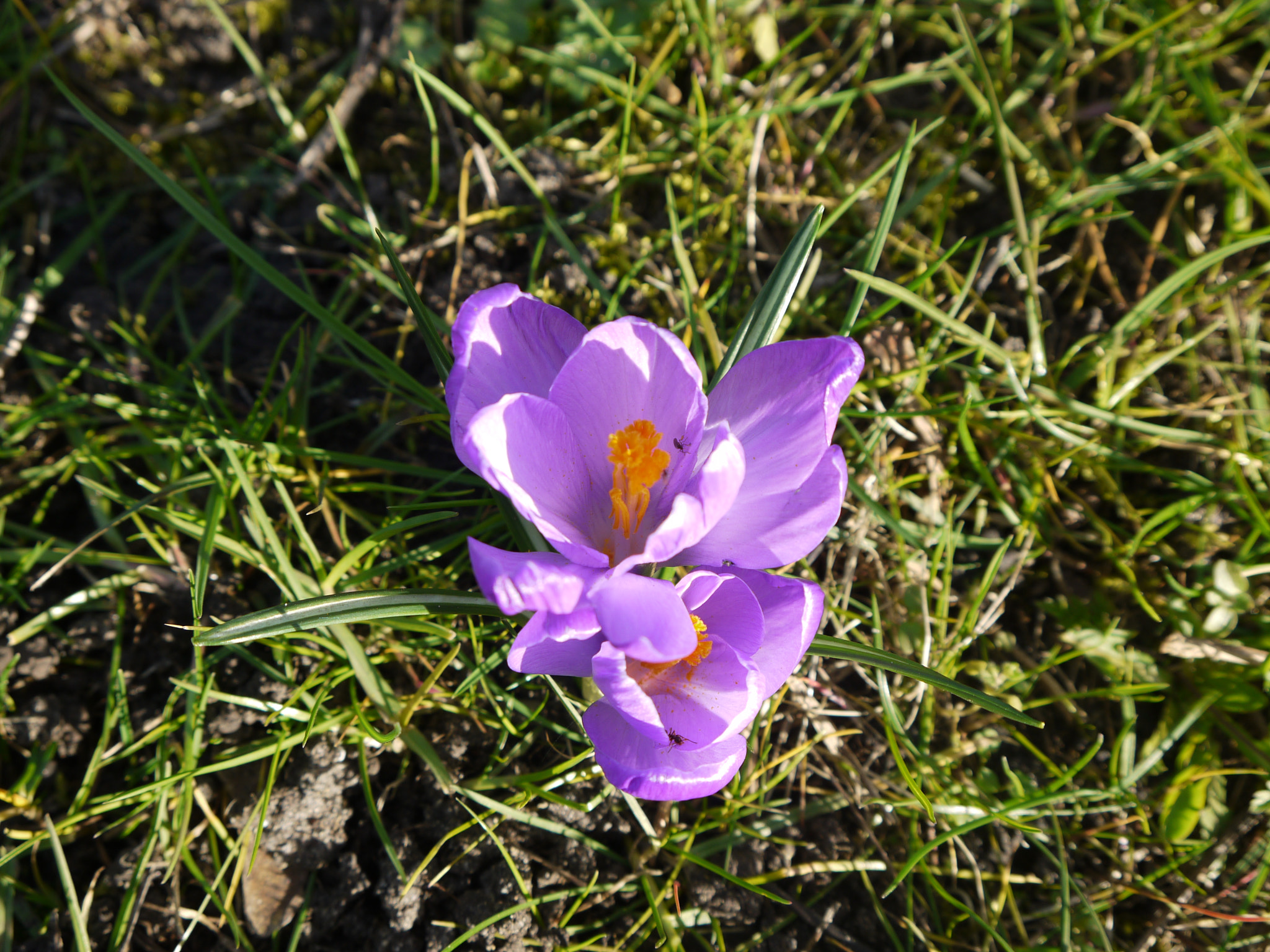 Panasonic Lumix DMC-G10 sample photo. Flower  photography