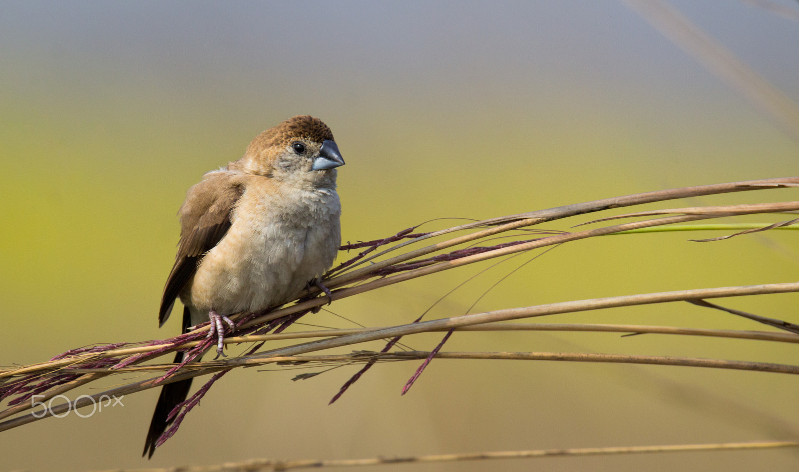Tamron SP 150-600mm F5-6.3 Di VC USD sample photo. Indian silverbill photography