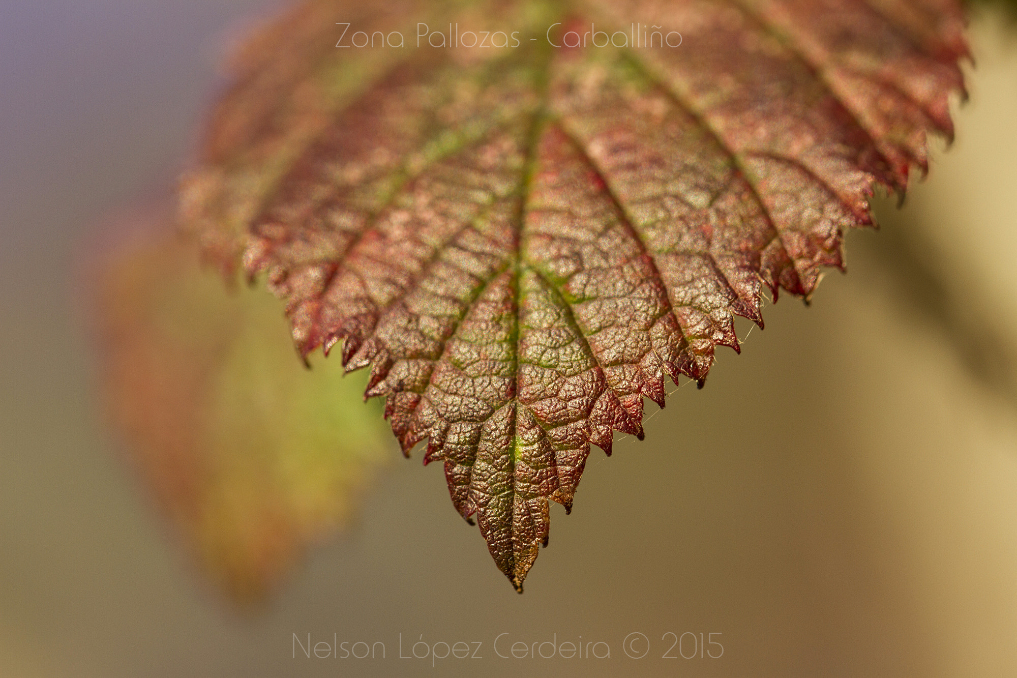 Sigma 105mm F2.8 EX DG OS HSM sample photo. Zona pallozas 23 photography