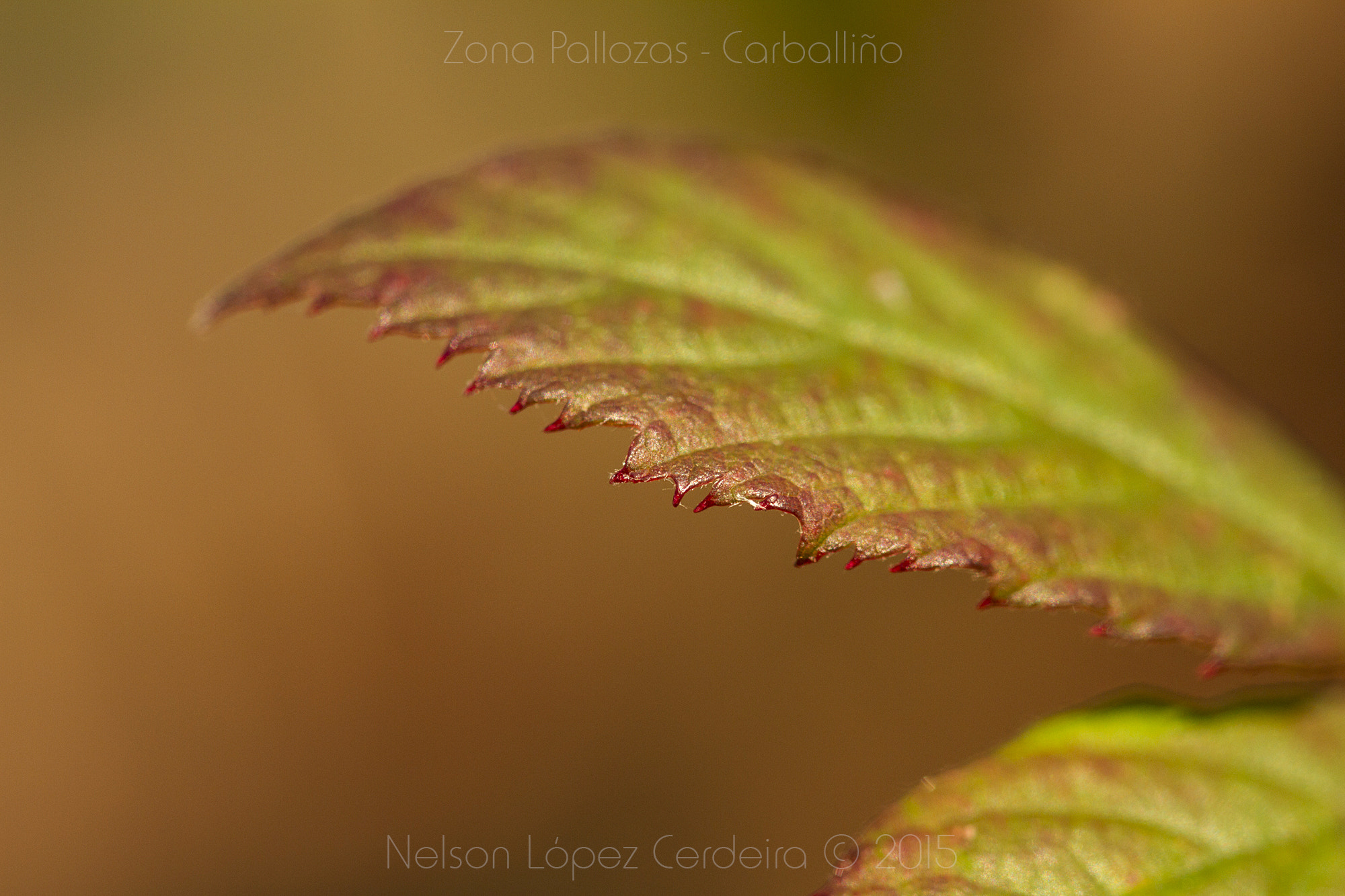 Sigma 105mm F2.8 EX DG OS HSM sample photo. Zona pallozas 24 photography