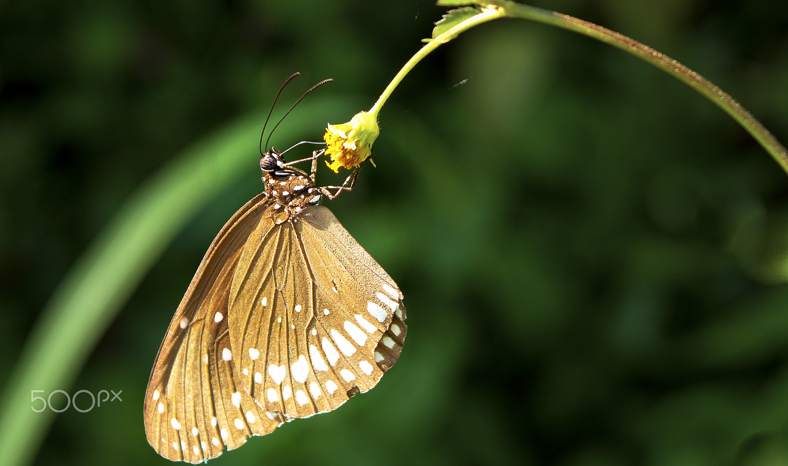 Nikon AF-S Nikkor 500mm F4E FL ED VR sample photo. Butterfly photography