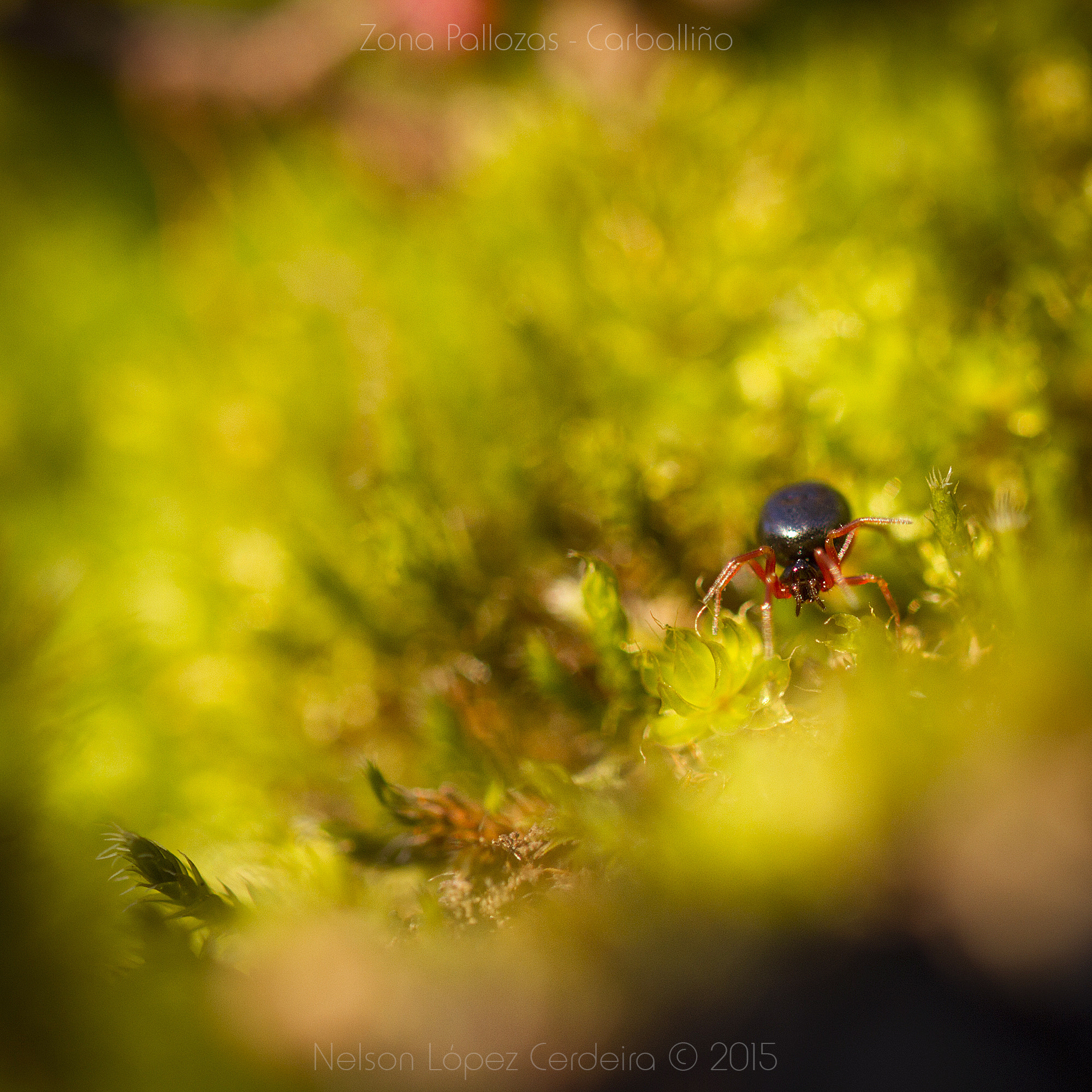 Sigma 105mm F2.8 EX DG OS HSM sample photo. Zona pallozas 28 photography