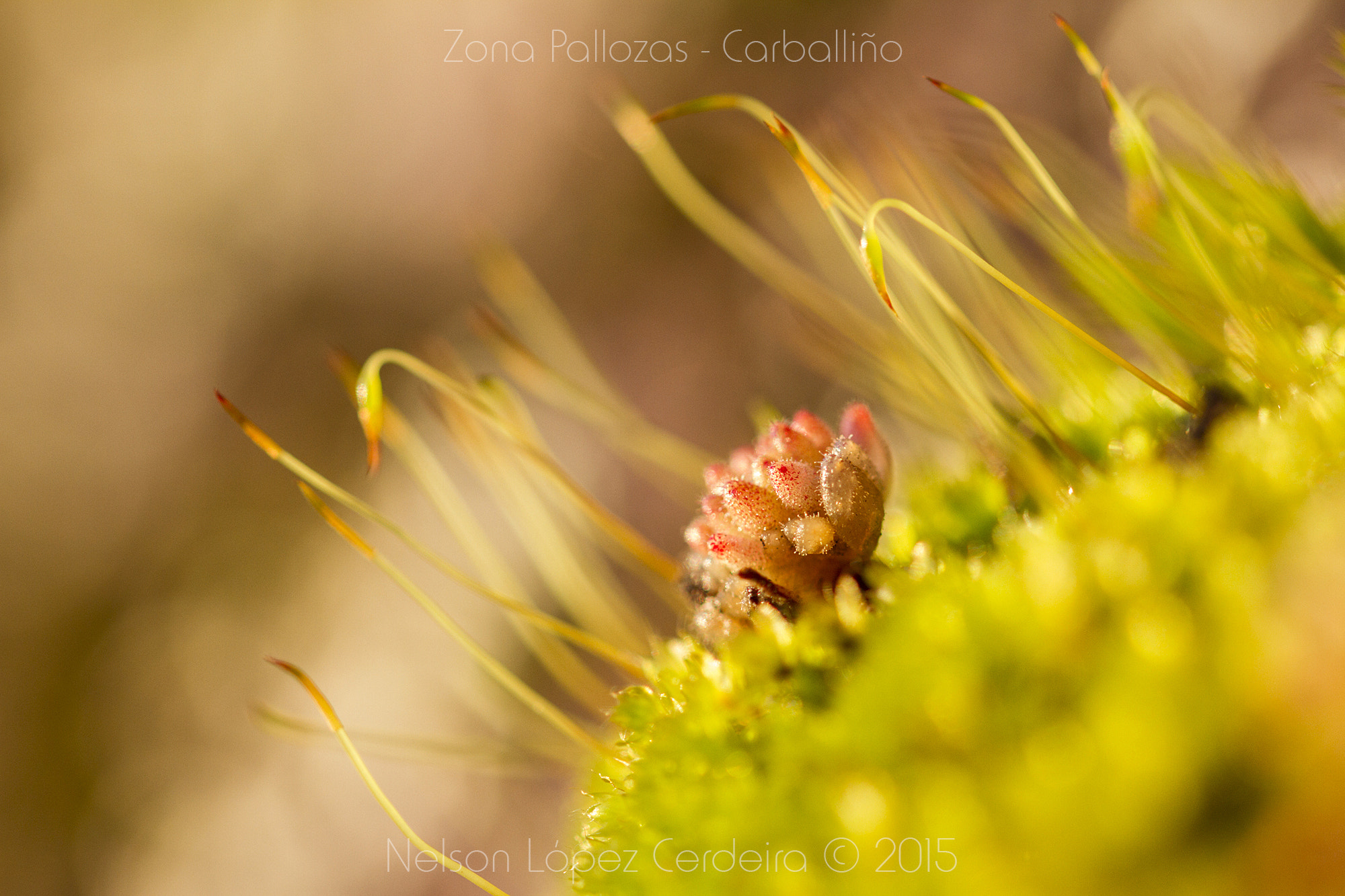 Sigma 105mm F2.8 EX DG OS HSM sample photo. Zona pallozas 29 photography