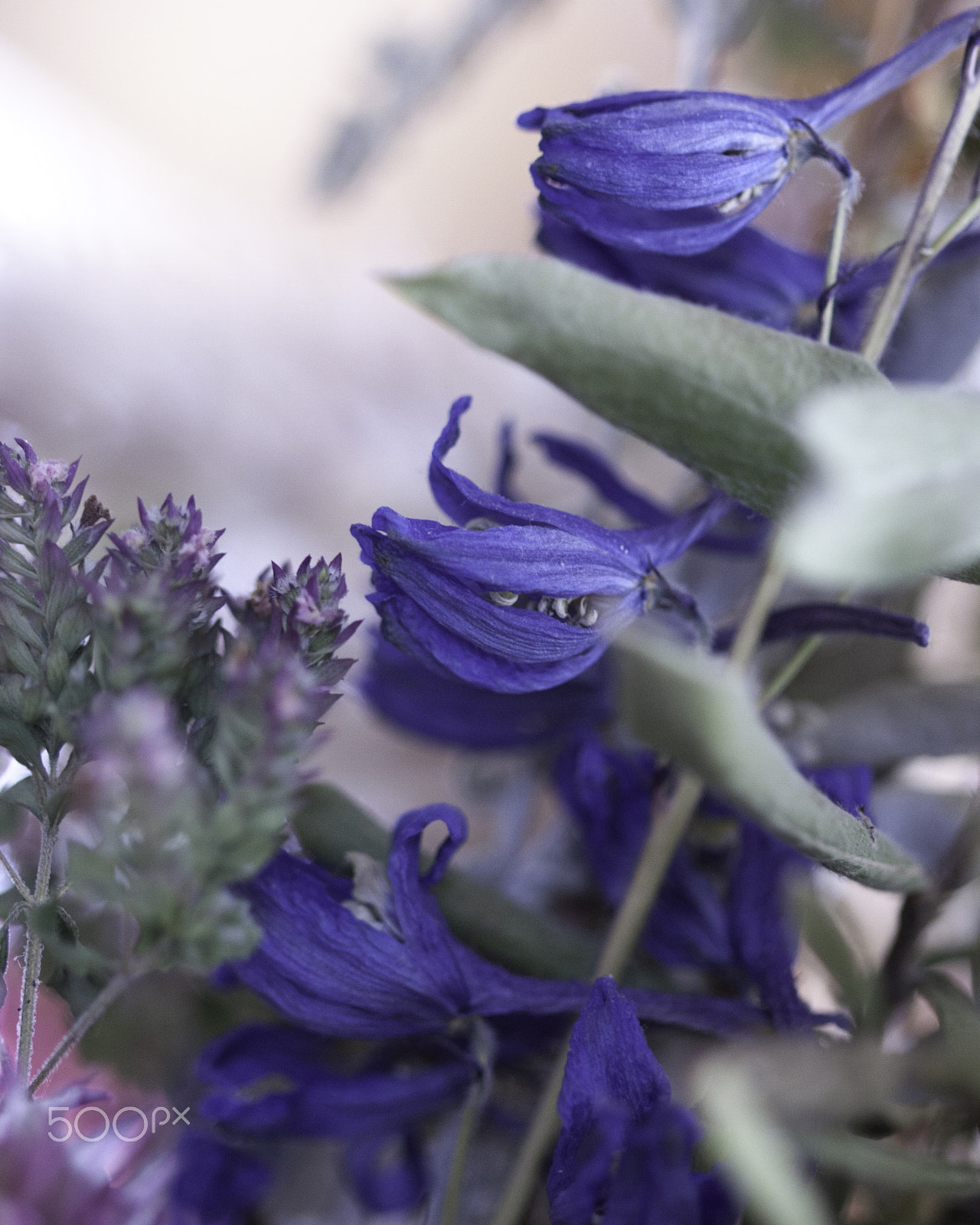 Canon EF 100mm F2.8 Macro USM sample photo. Time floats 9 photography