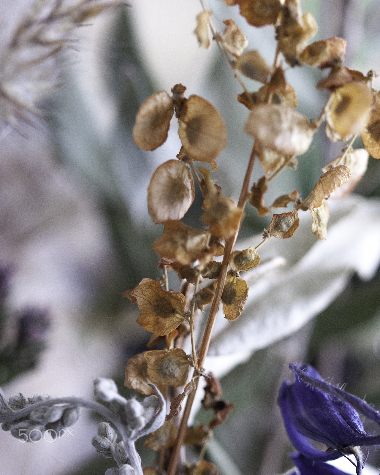 Canon EF 100mm F2.8 Macro USM sample photo. Time floats 11 photography
