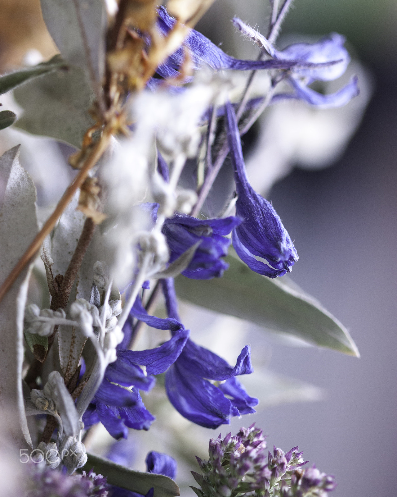 Canon EF 100mm F2.8 Macro USM sample photo. Time floats 12 photography