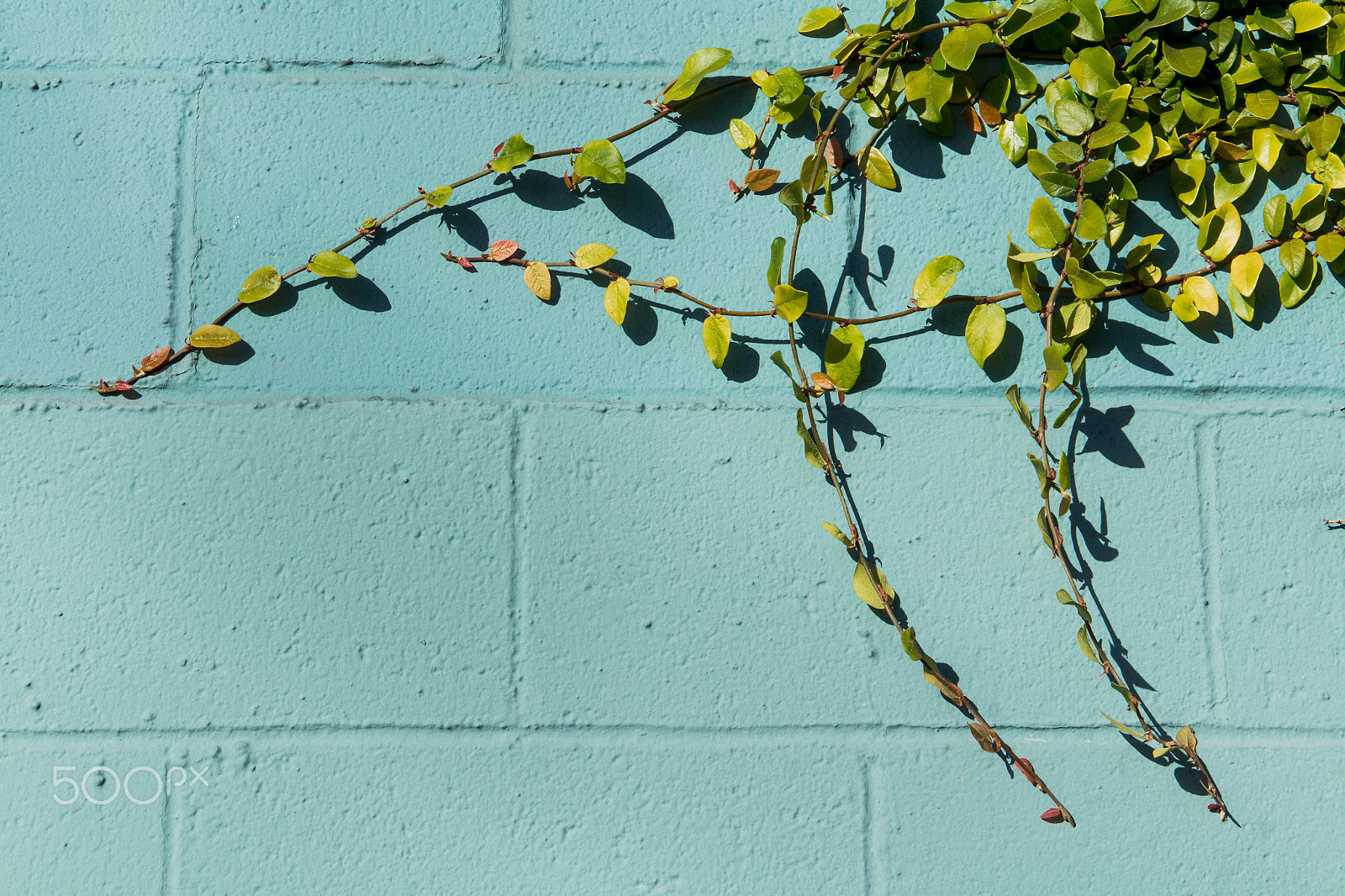 Canon EOS 650D (EOS Rebel T4i / EOS Kiss X6i) sample photo. Tertiary colors by human and nature photography