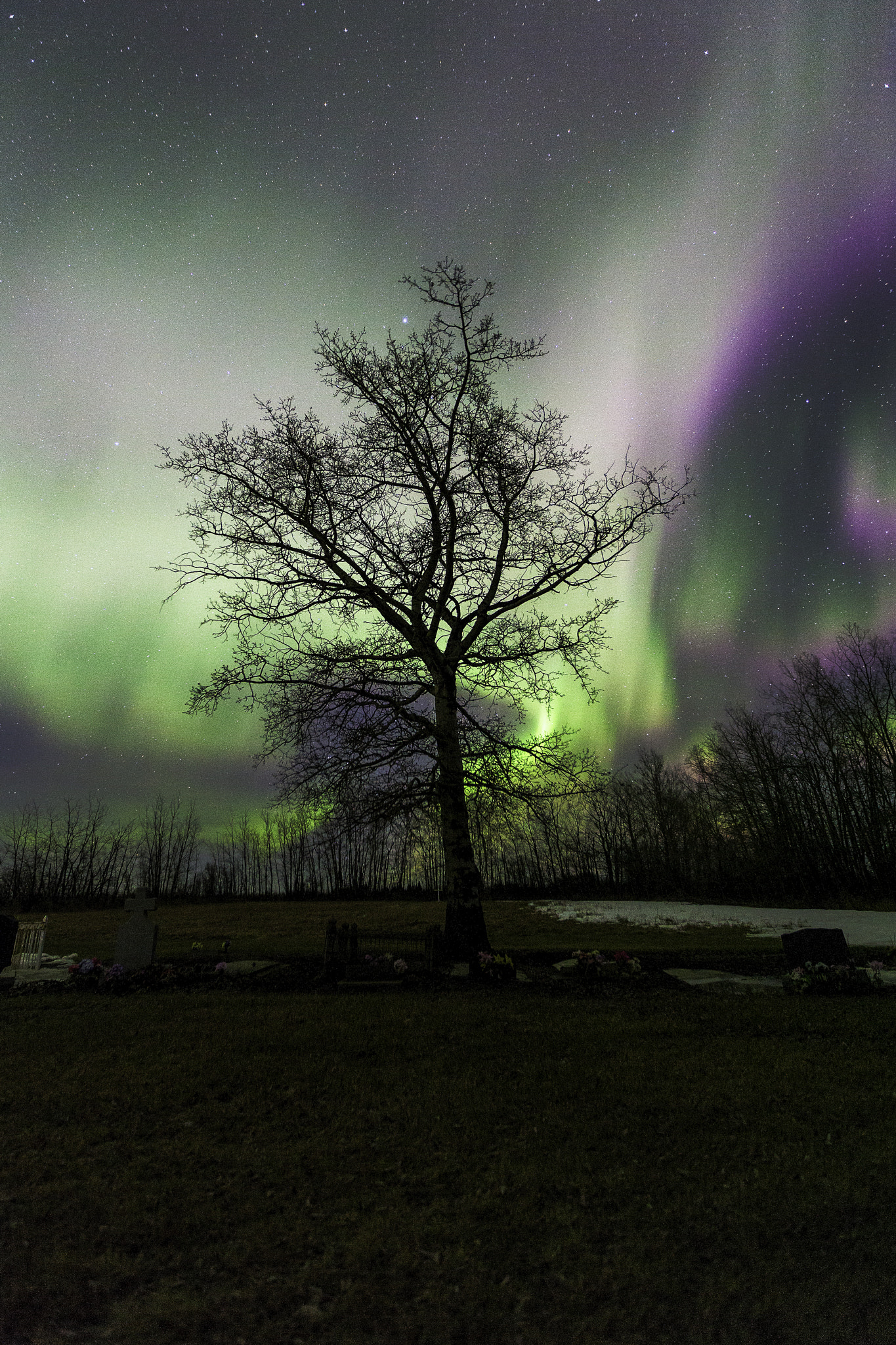 Canon EOS 5D Mark II sample photo. Cemetary tree photography