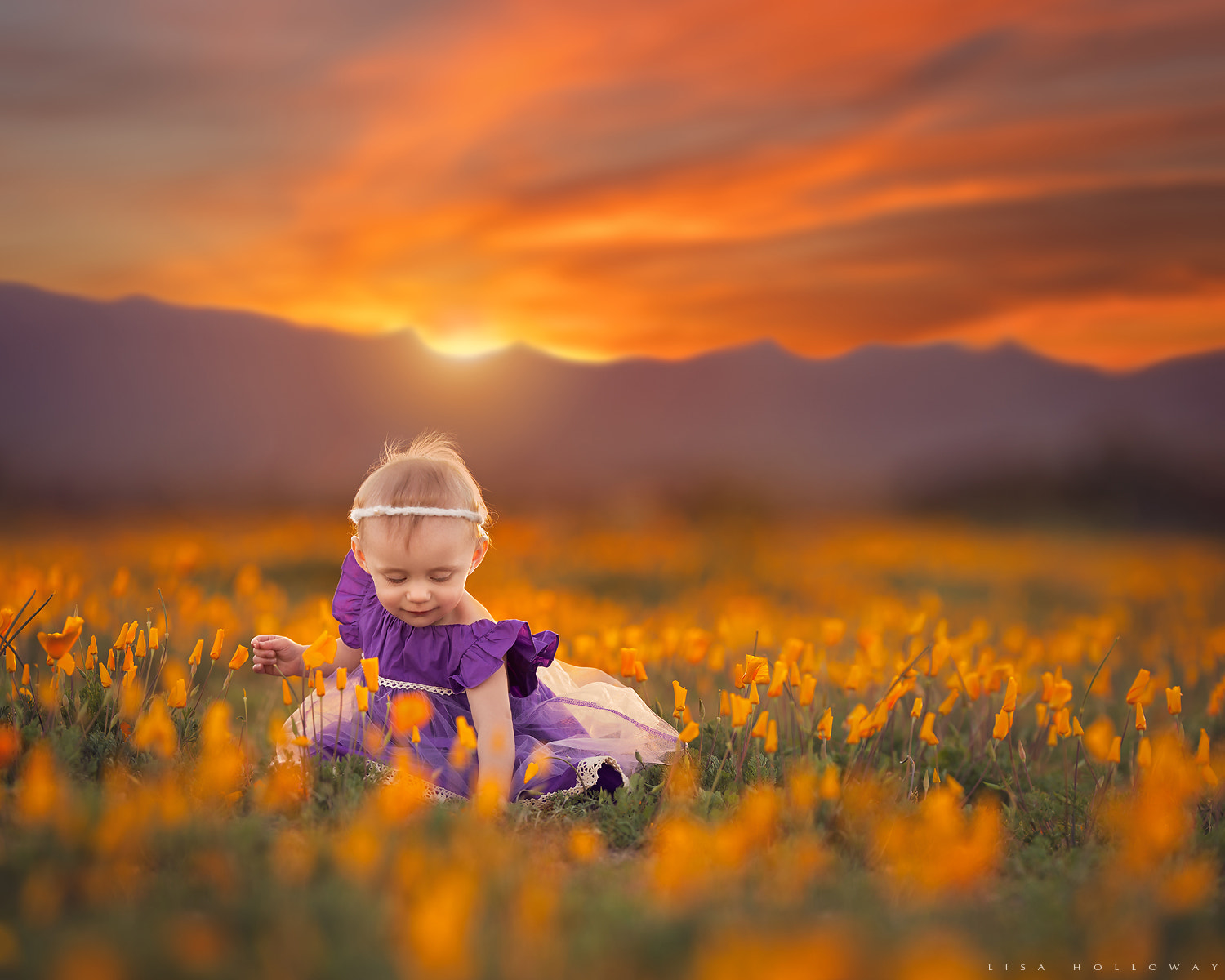 Canon EF 200mm F2L IS USM sample photo. Picking poppies photography