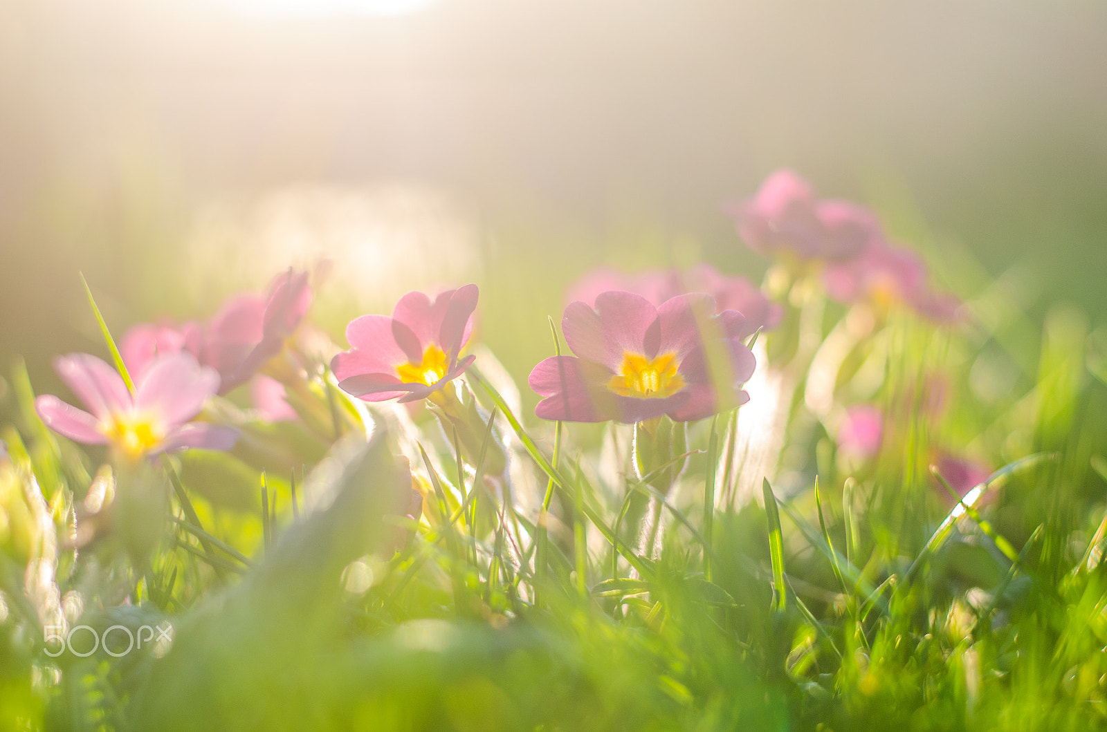 Nikon D5100 + Nikon AF-S Nikkor 50mm F1.8G sample photo. Alive photography