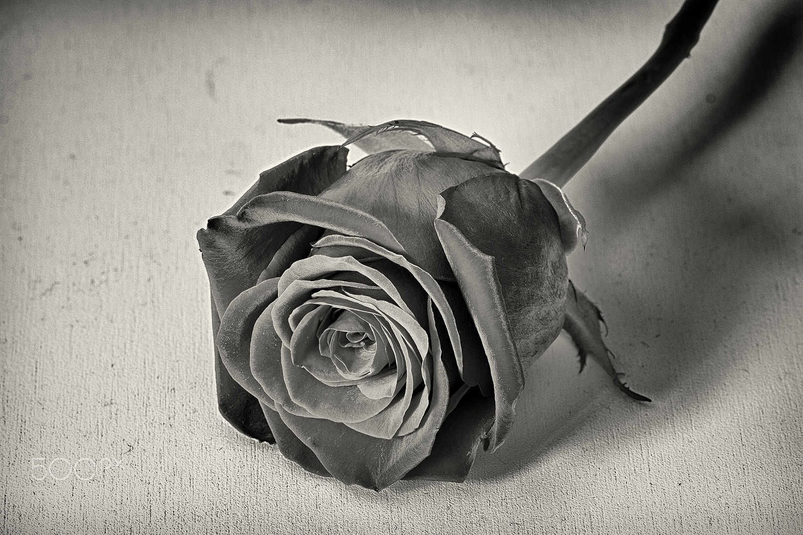 Canon EF 100mm F2.8 Macro USM sample photo. Colorblind valentine photography