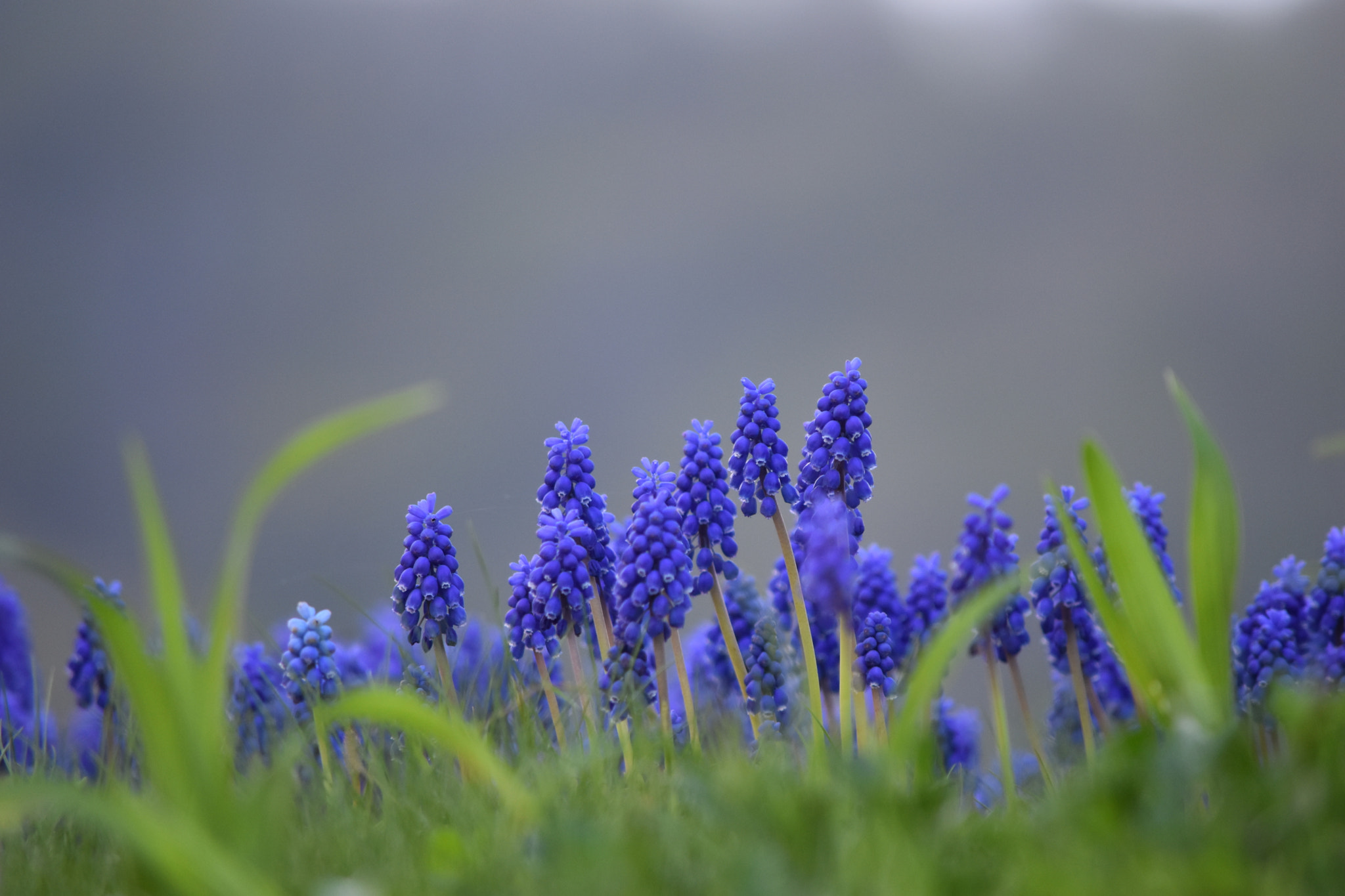 Nikon D5500 sample photo. Purple photography