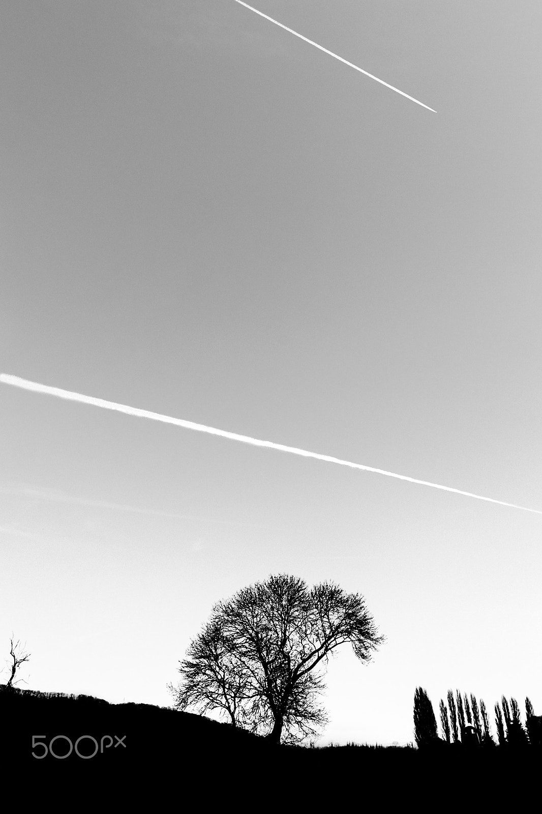 Nikon D3100 sample photo. Silhouette of a tree photography