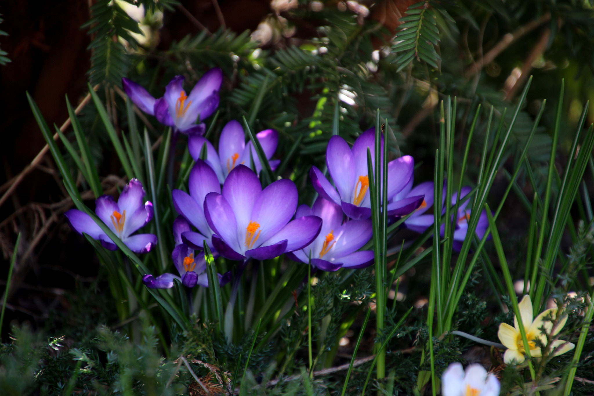 Canon EOS 650D (EOS Rebel T4i / EOS Kiss X6i) sample photo. Crocuses photography