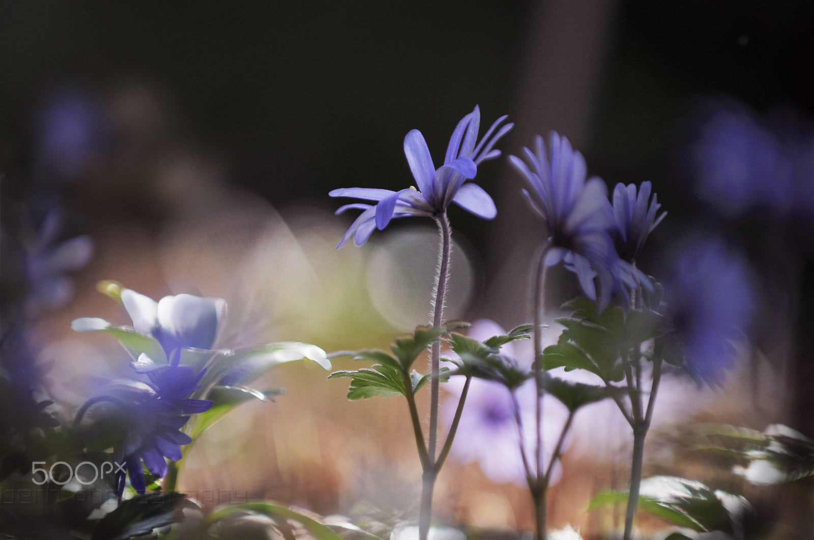 Nikon D300S sample photo. You can't create experience, undergo it. photography